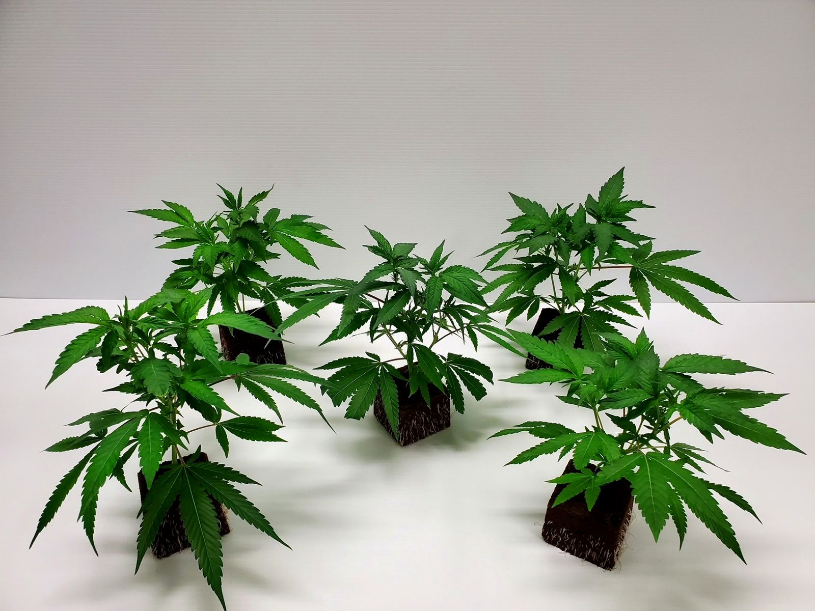 Trichome photography — Grass Roots