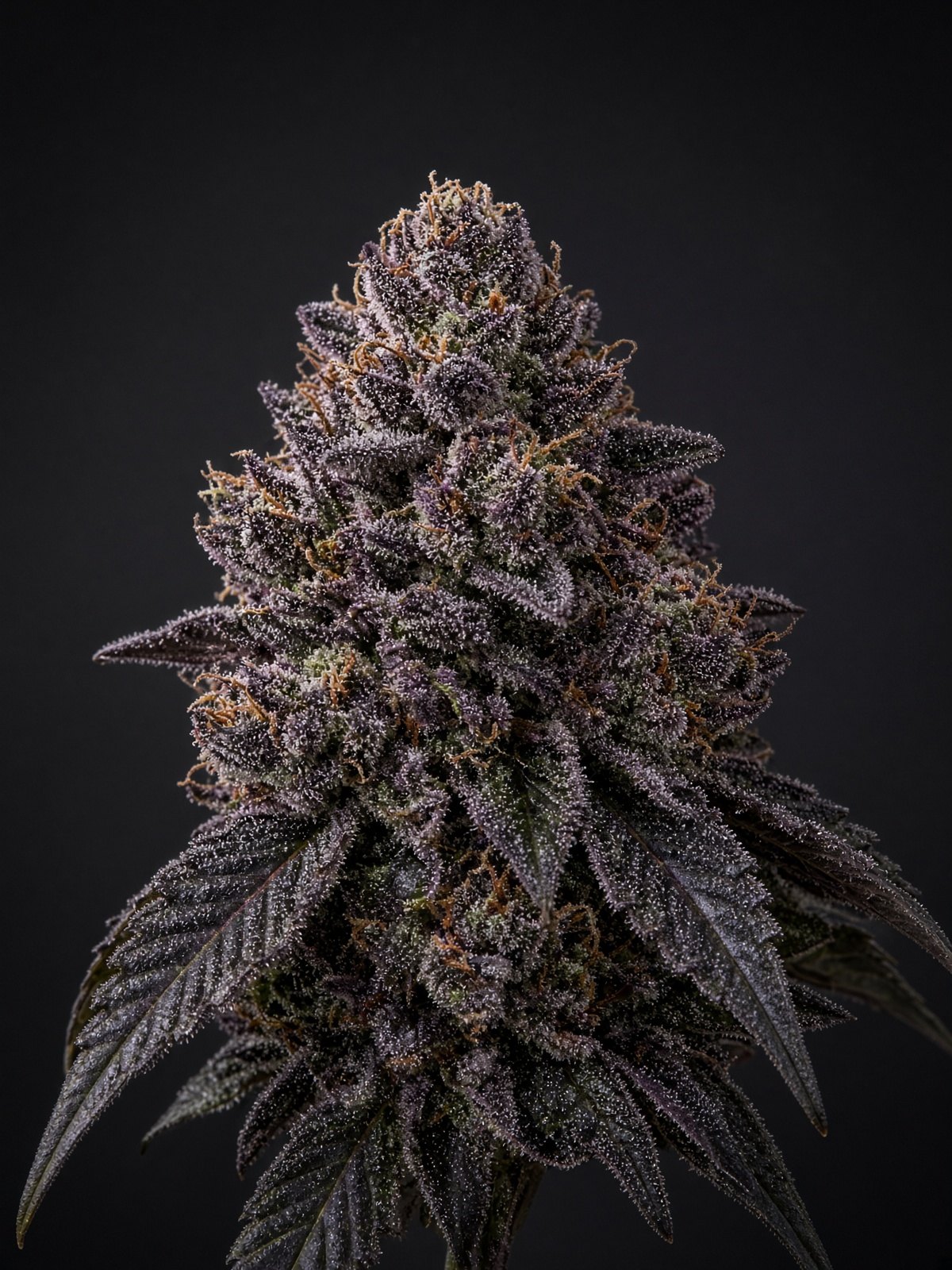 Afghani Grapez