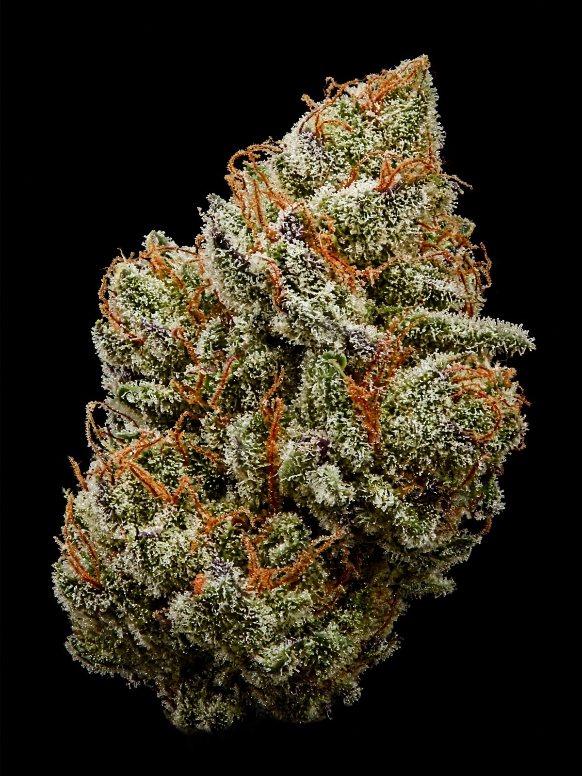 Animal Cookies