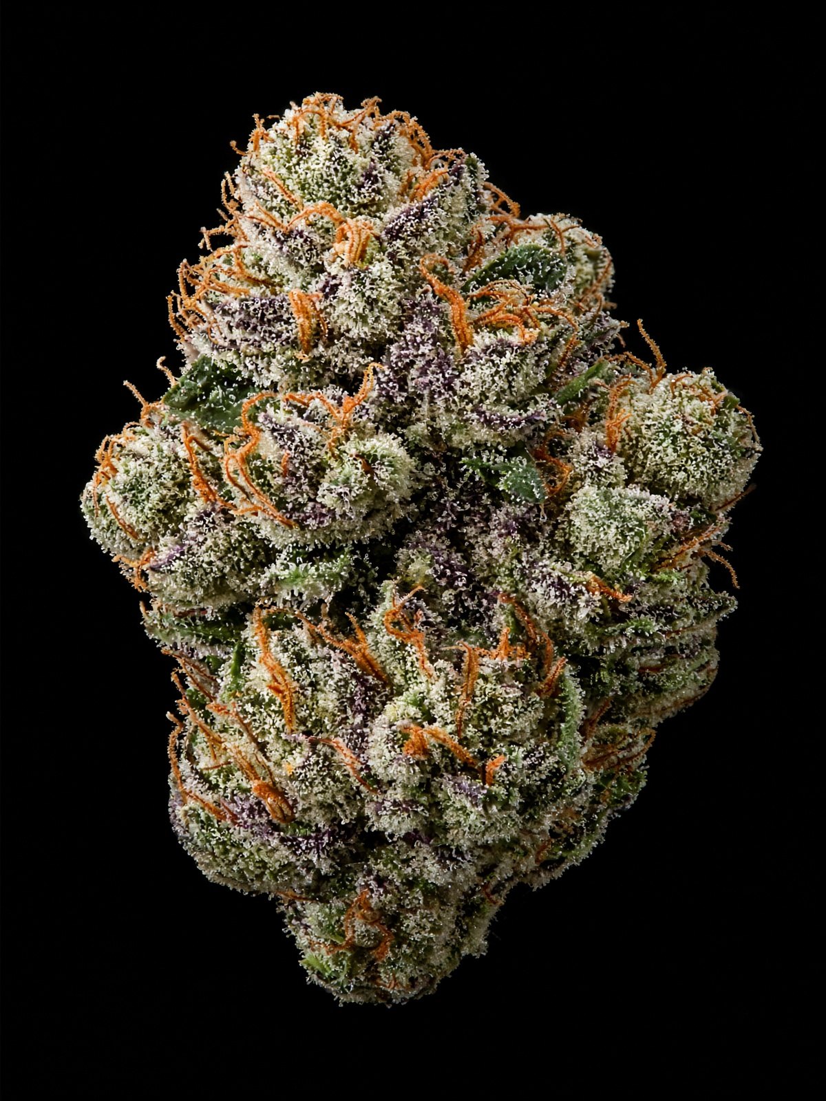 Apple Fritter