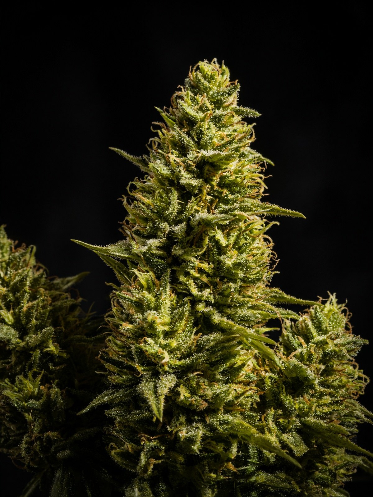 Banana OG