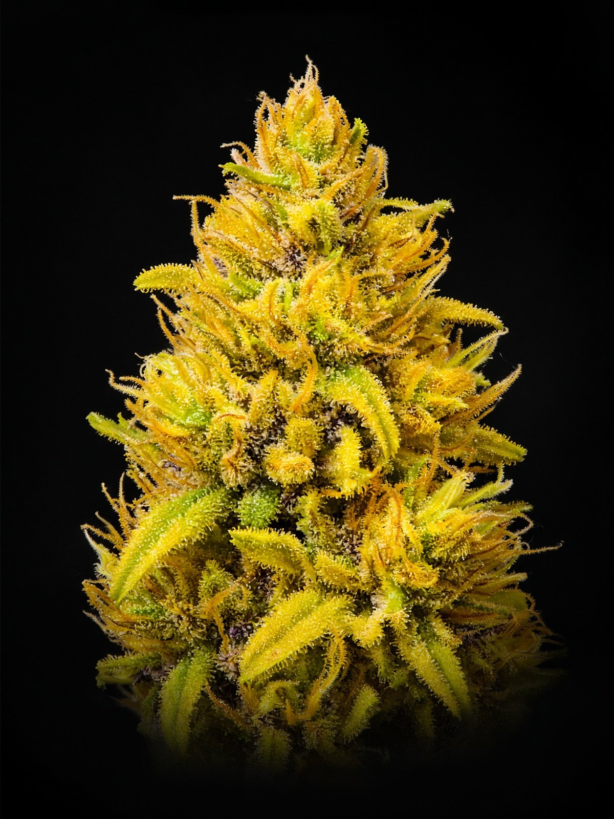 Bananaconda #4