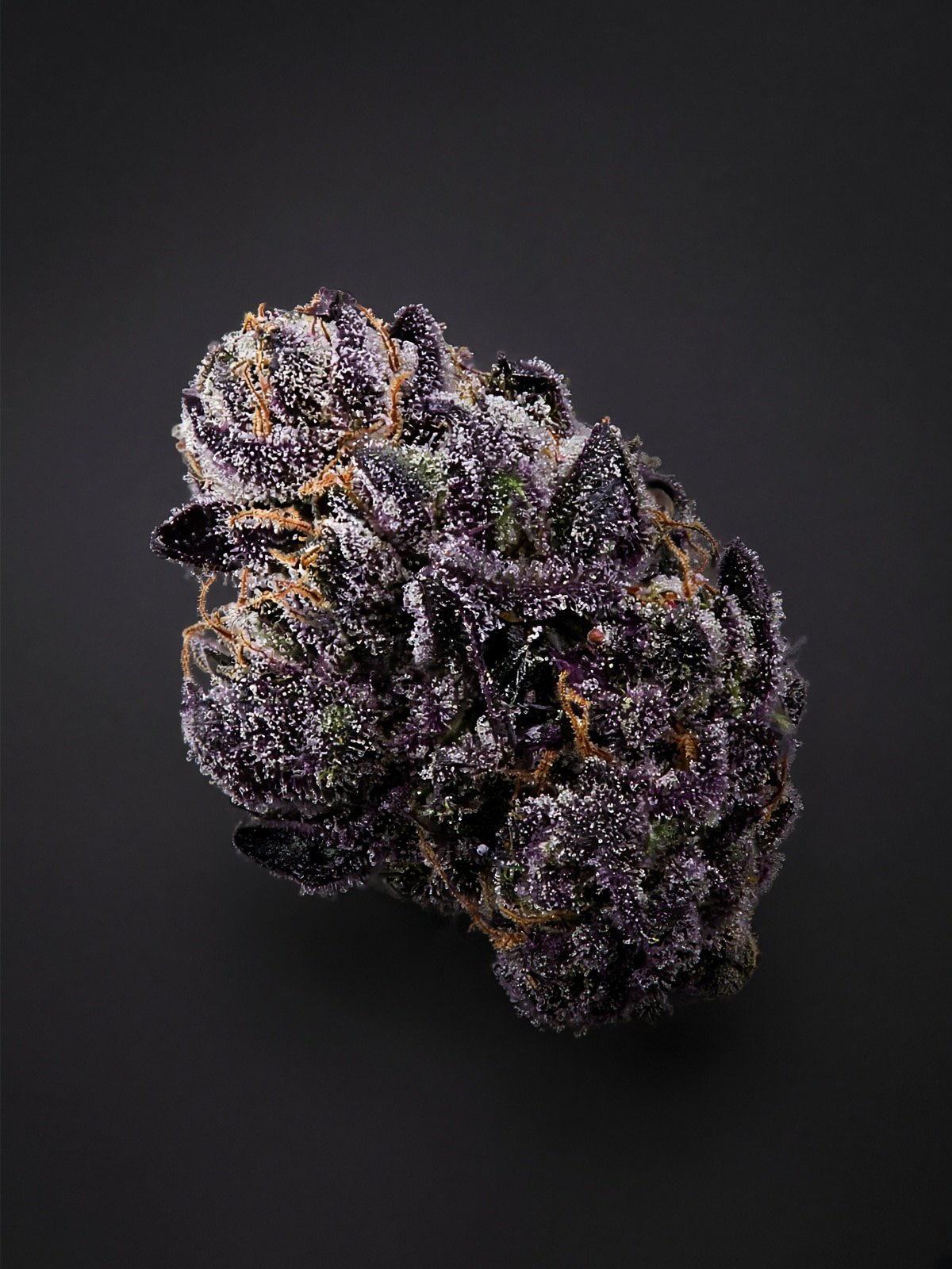 Black Truffle