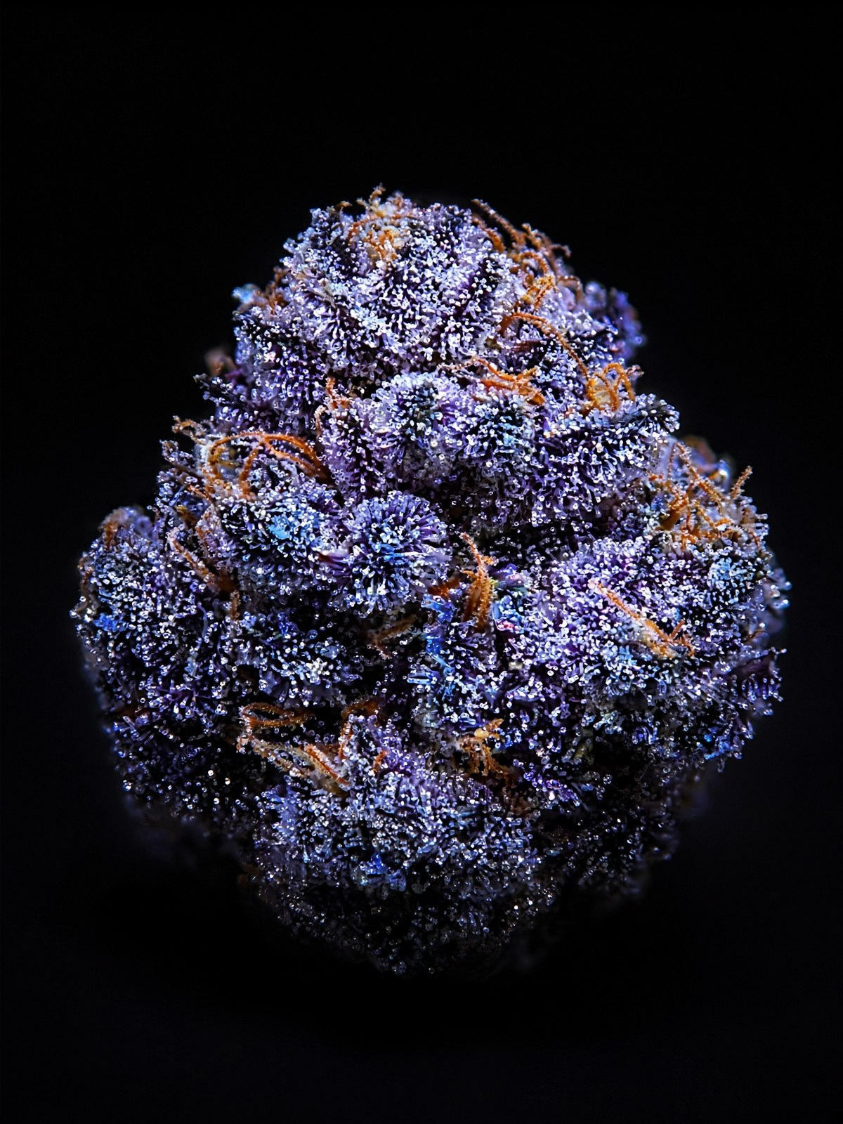 Blue Nerdz