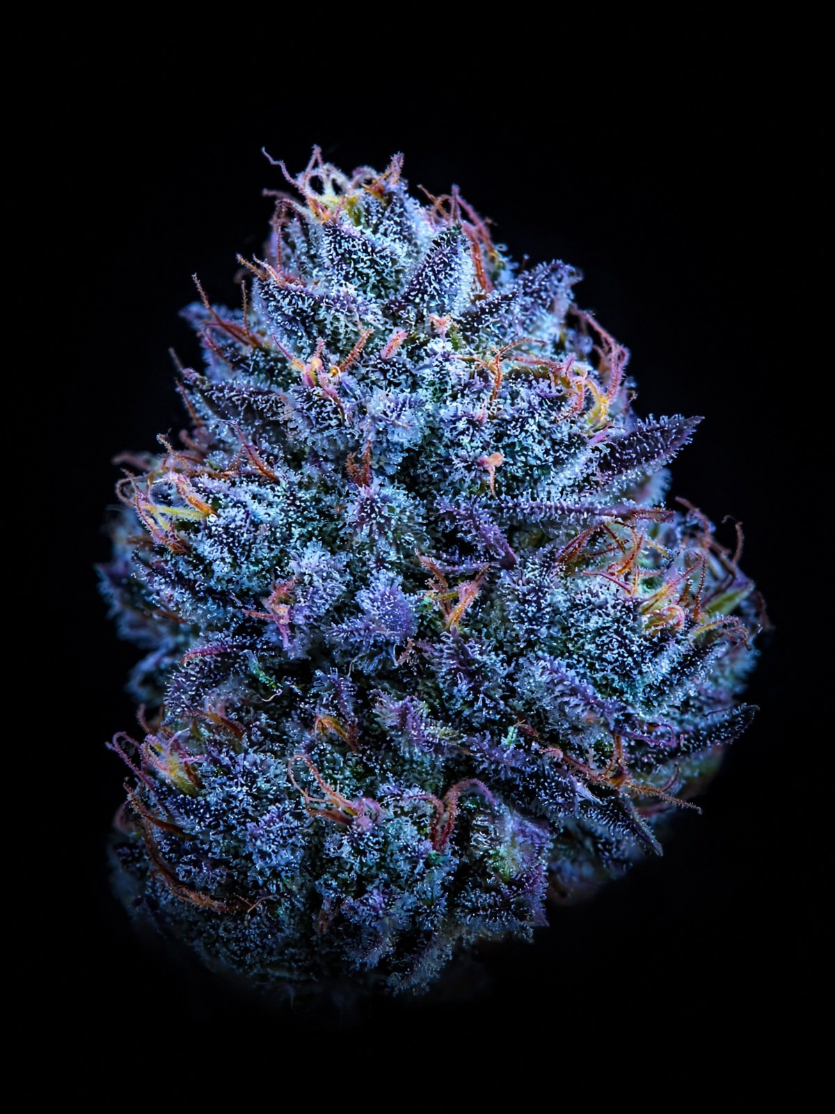 Blue Zkittlez