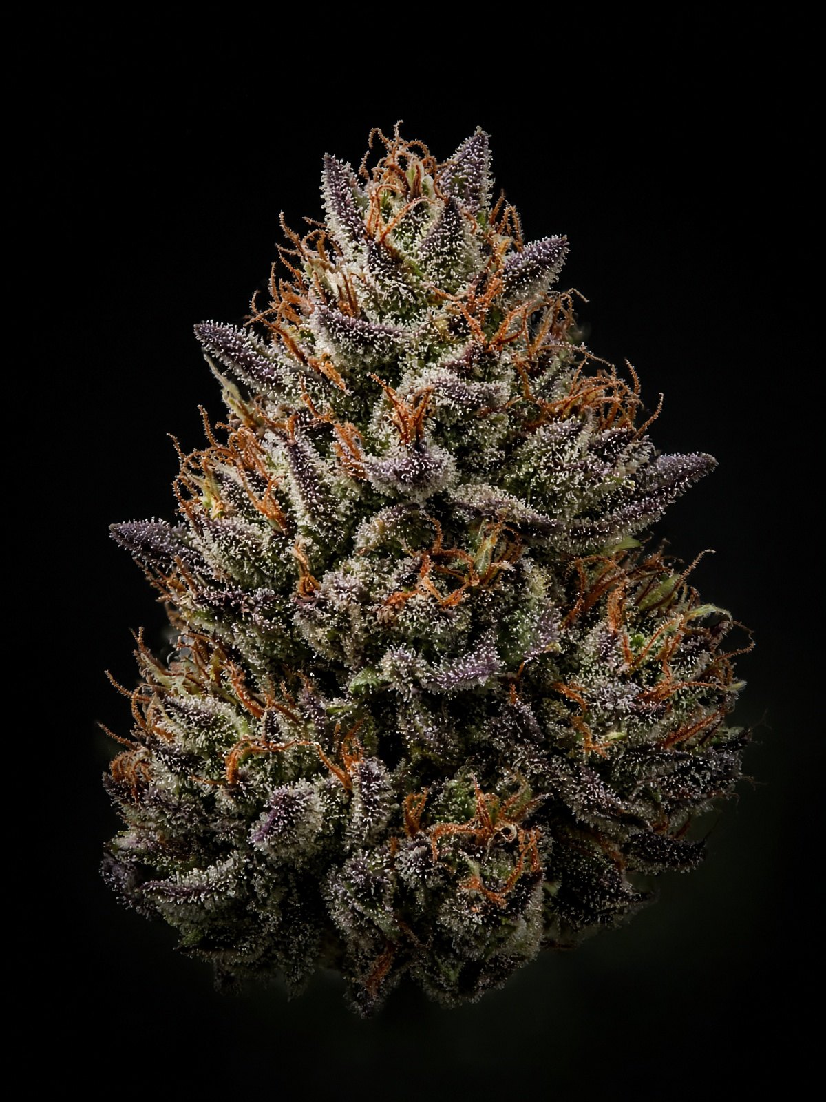 Blueberry headband