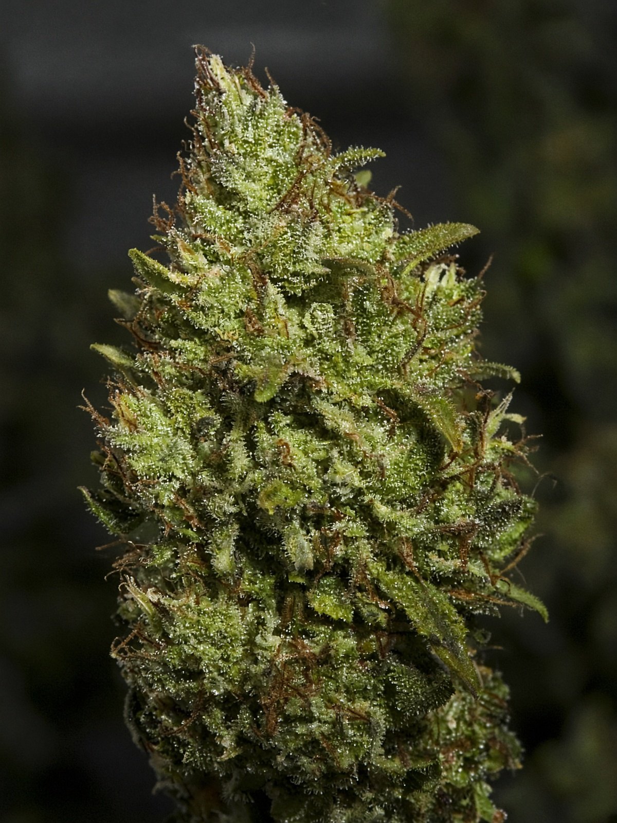 Chem 91