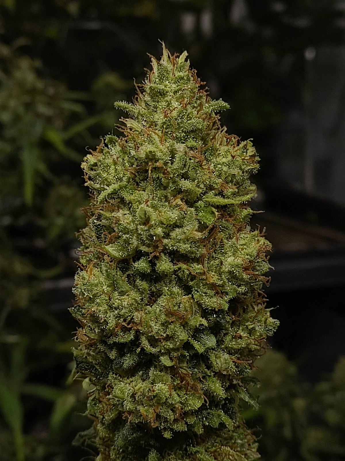 Chem D