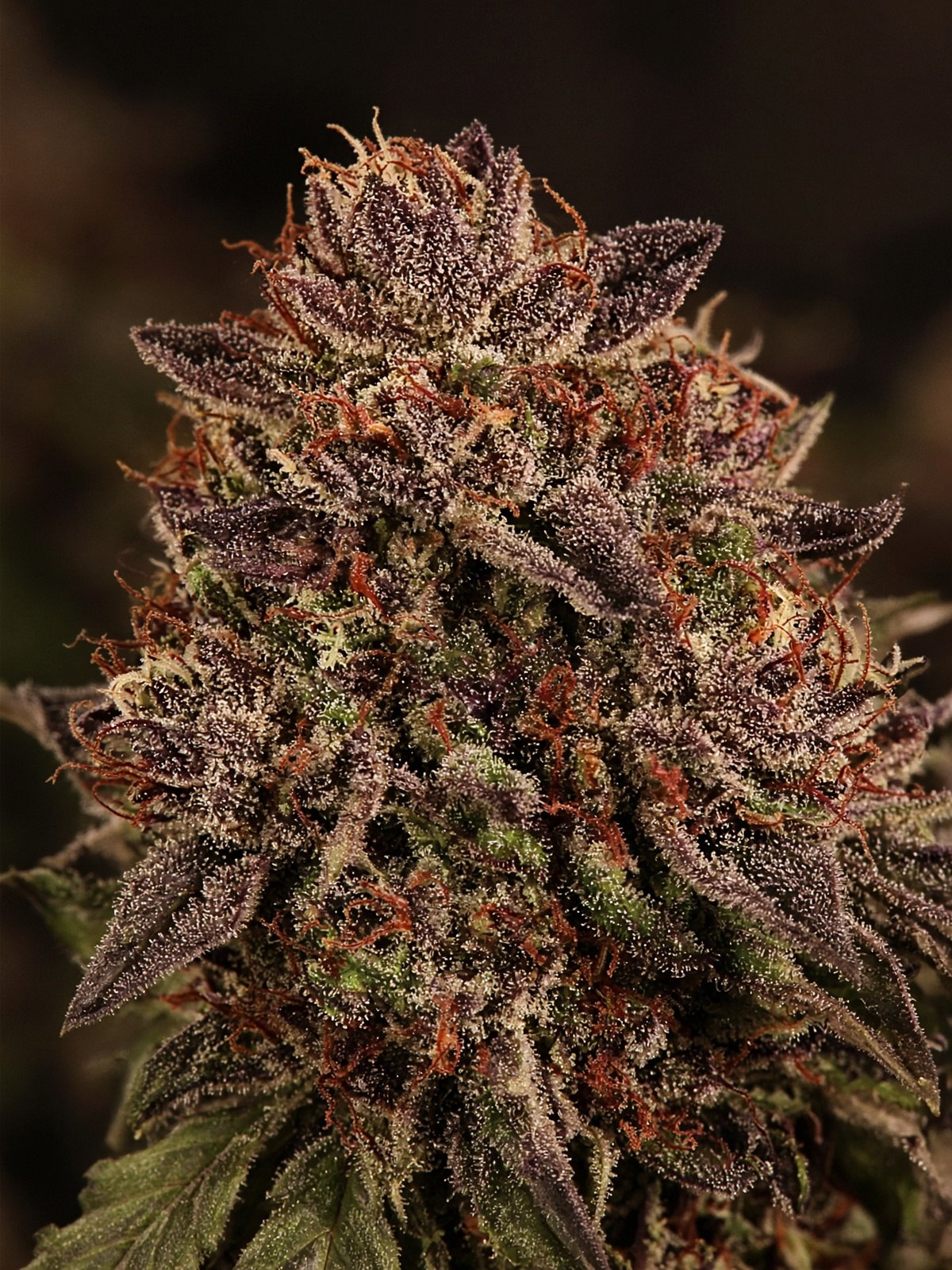 Cherry Cookies