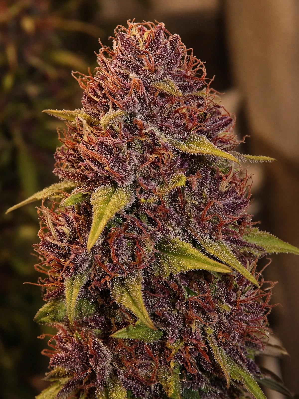 Cherry DoSiDos