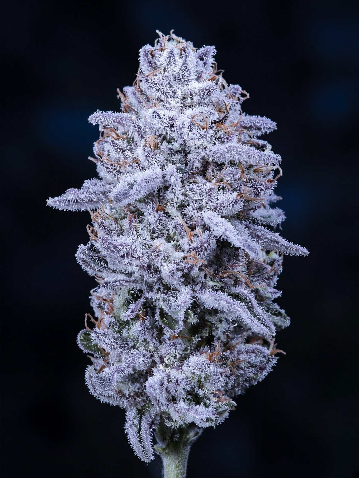 Cold Snap