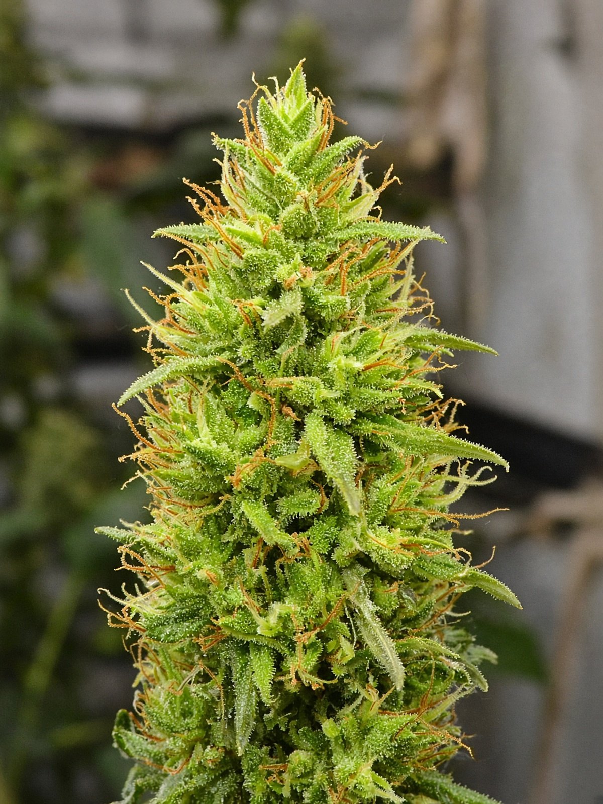 Durban Poison
