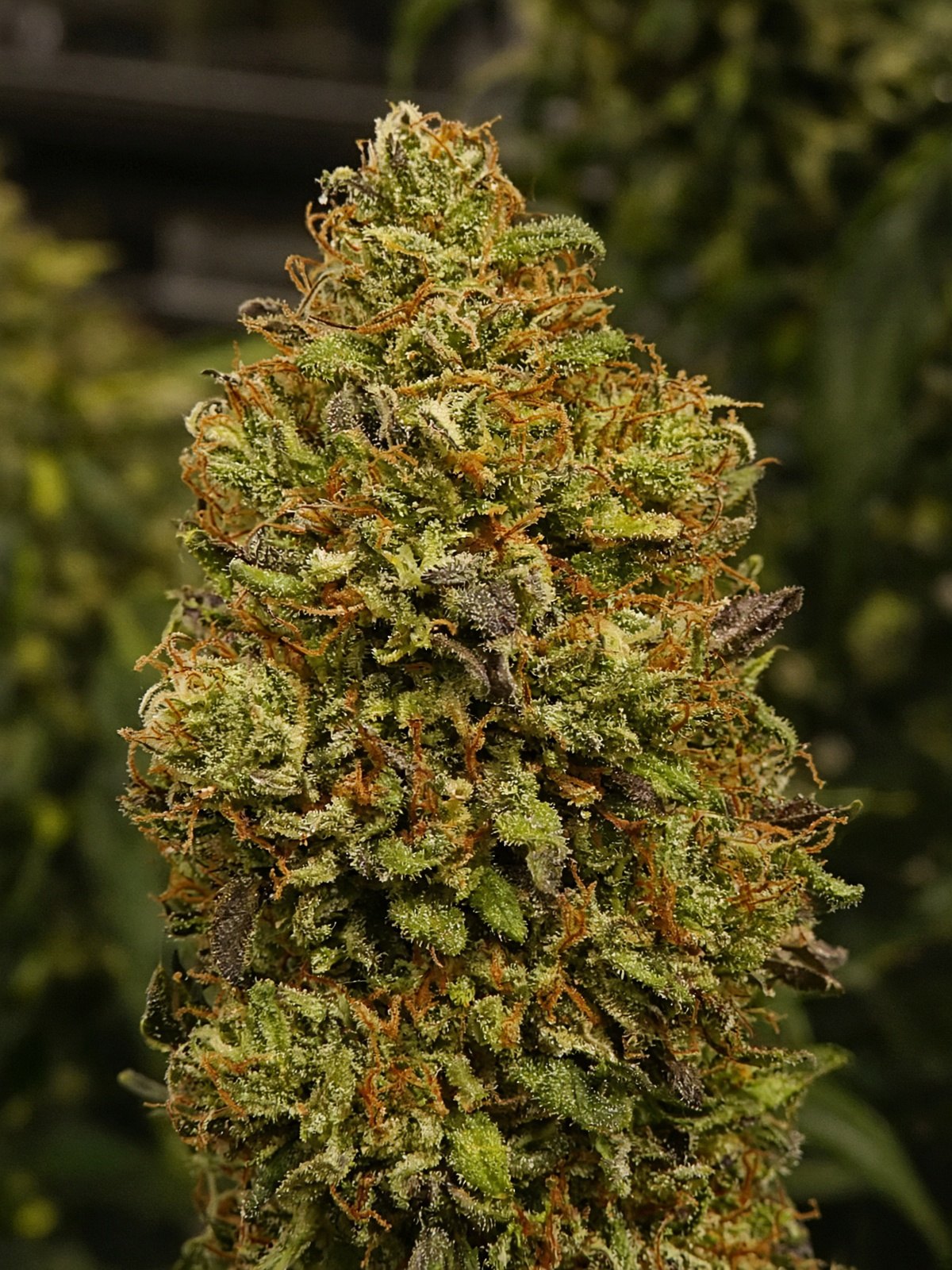 Exodus Cheese