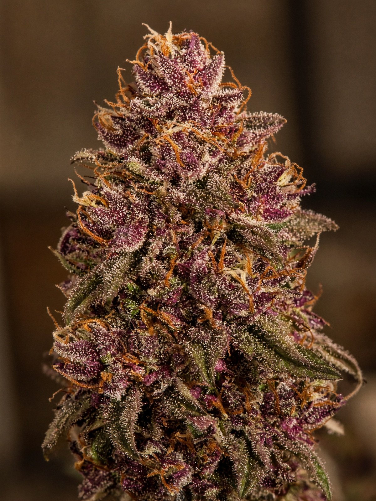 Forbidden Fruit