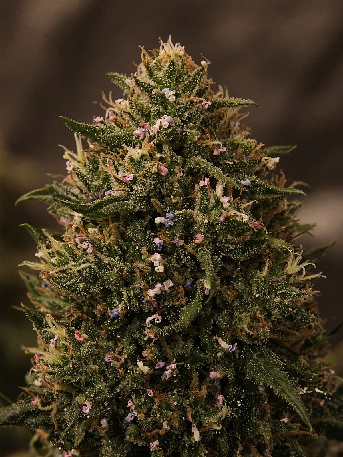 Funfetti aka Secret Cookies