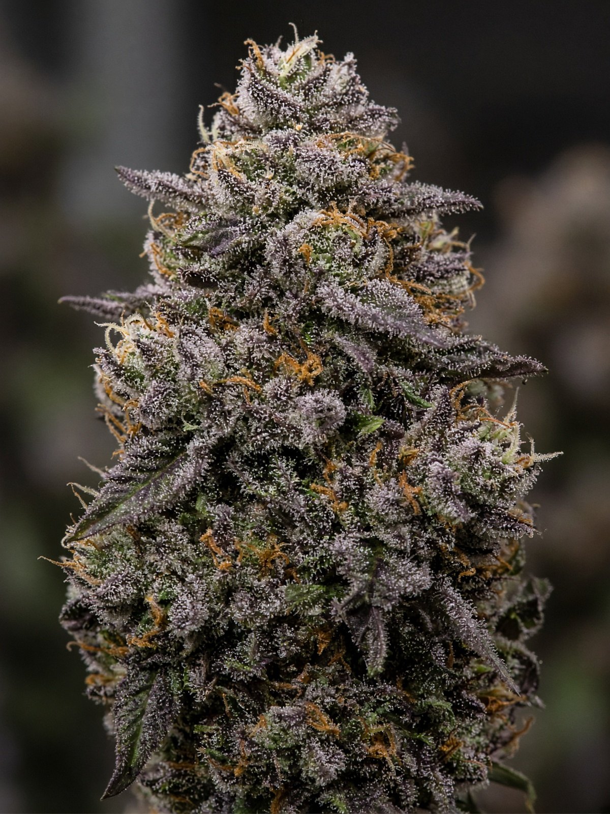 Gelato 33