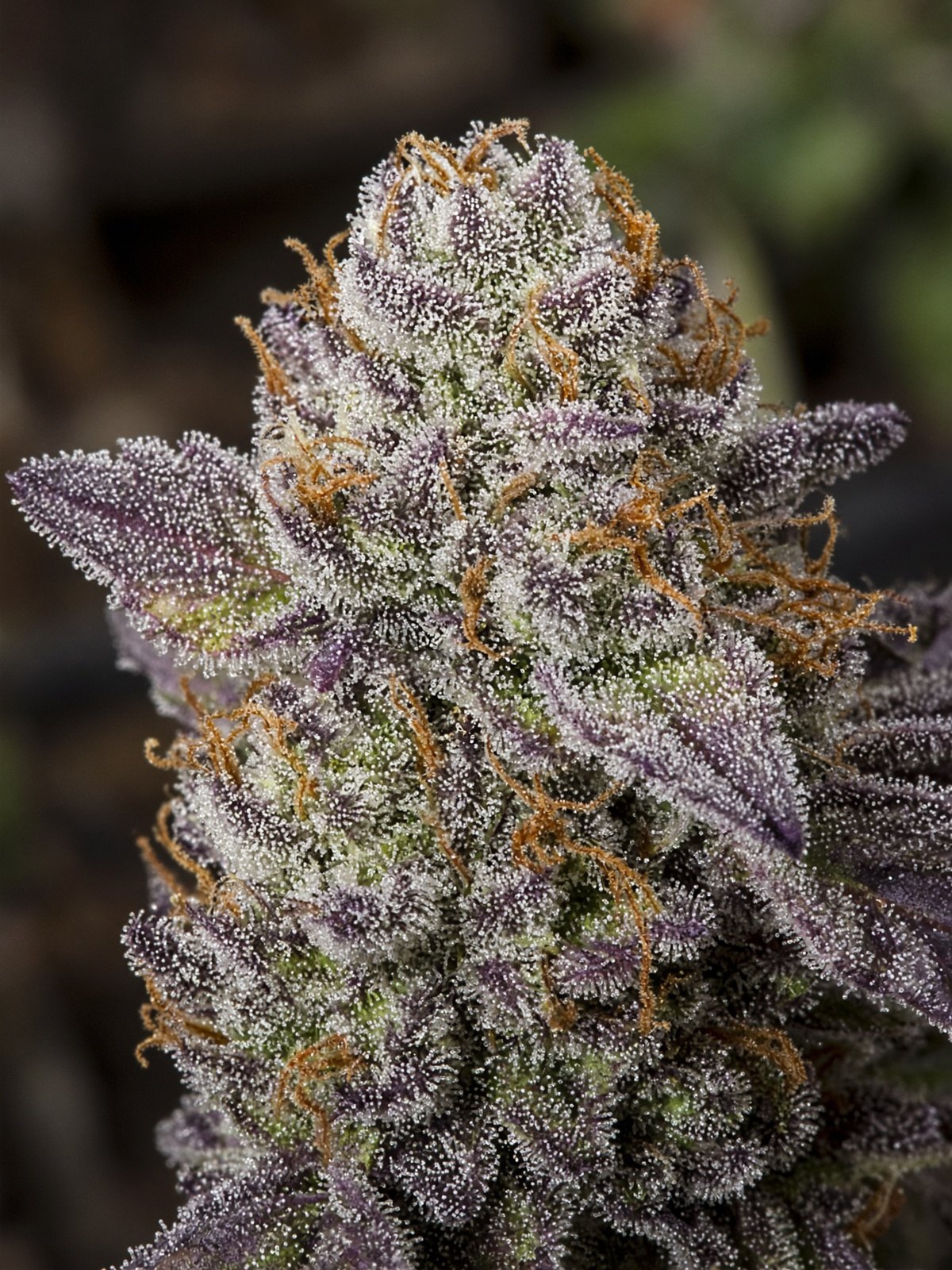 Gelato 41