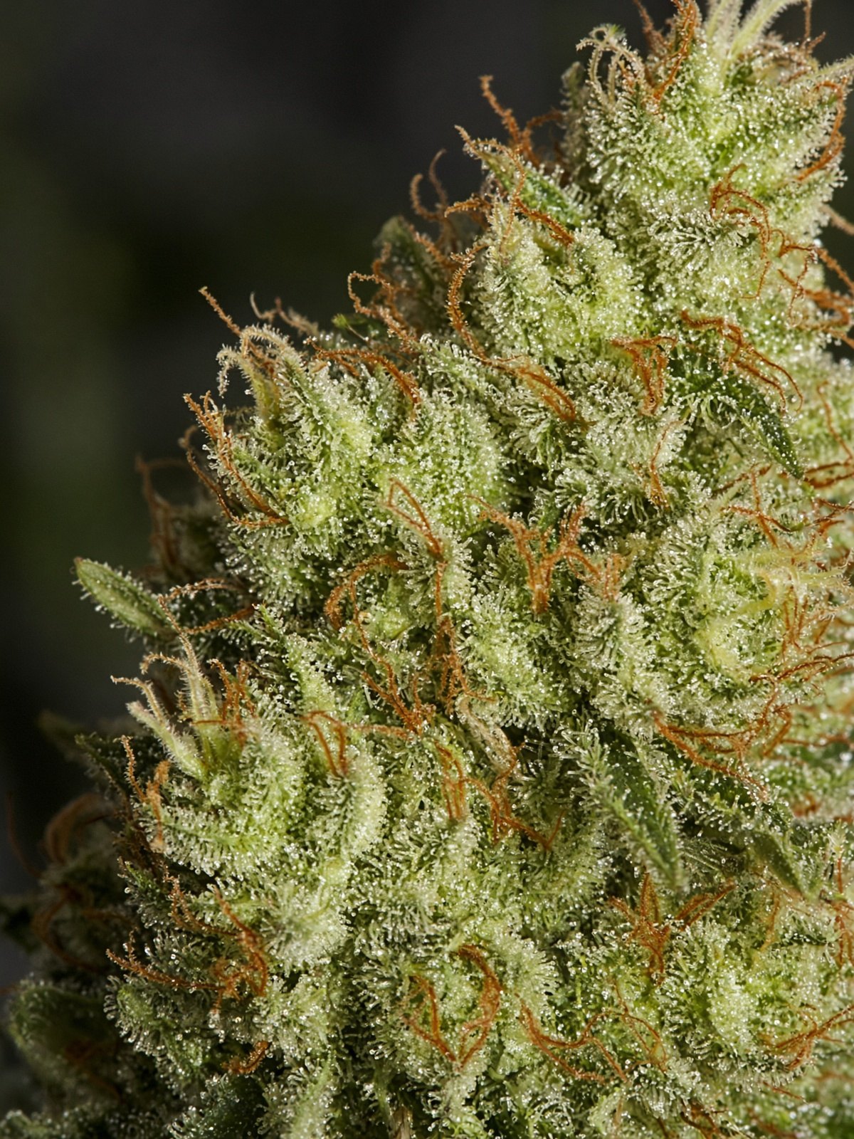 GG4