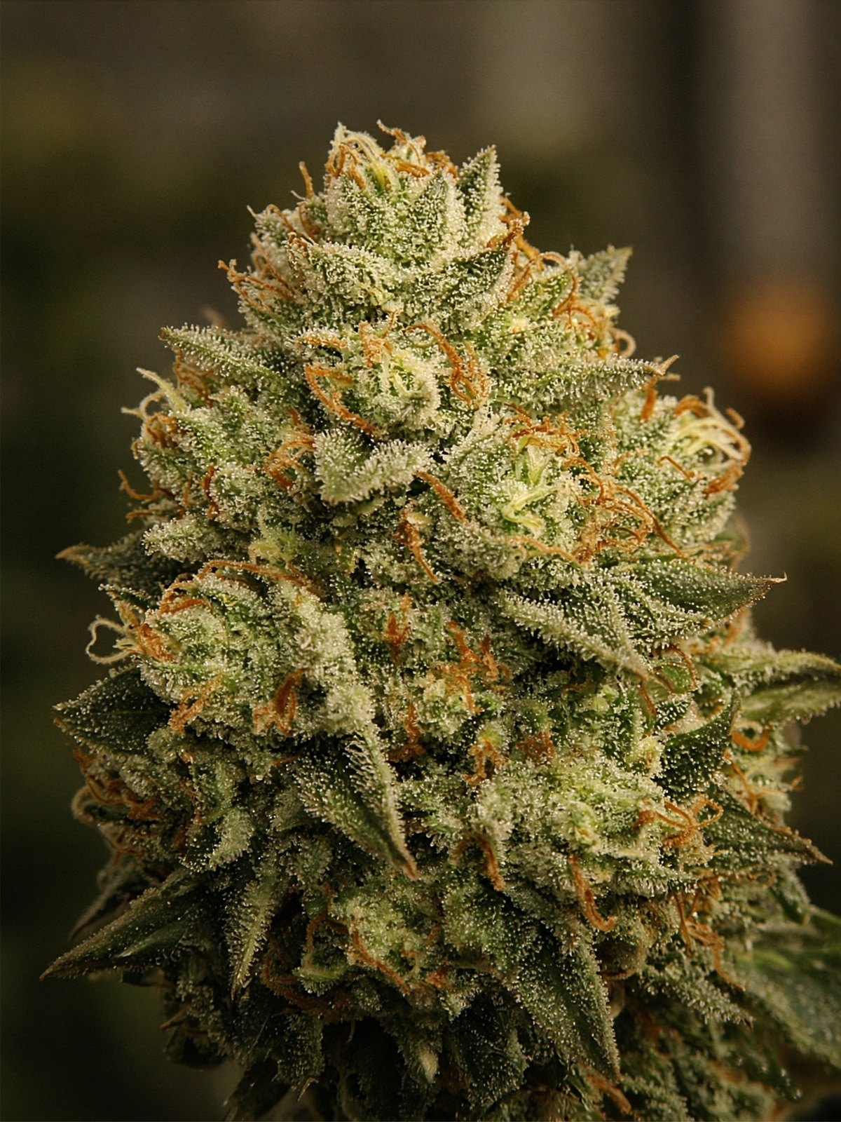 Girl Scout Cookies