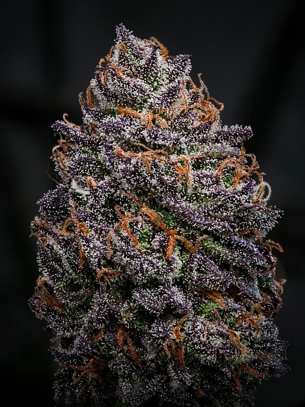Glitterbomb