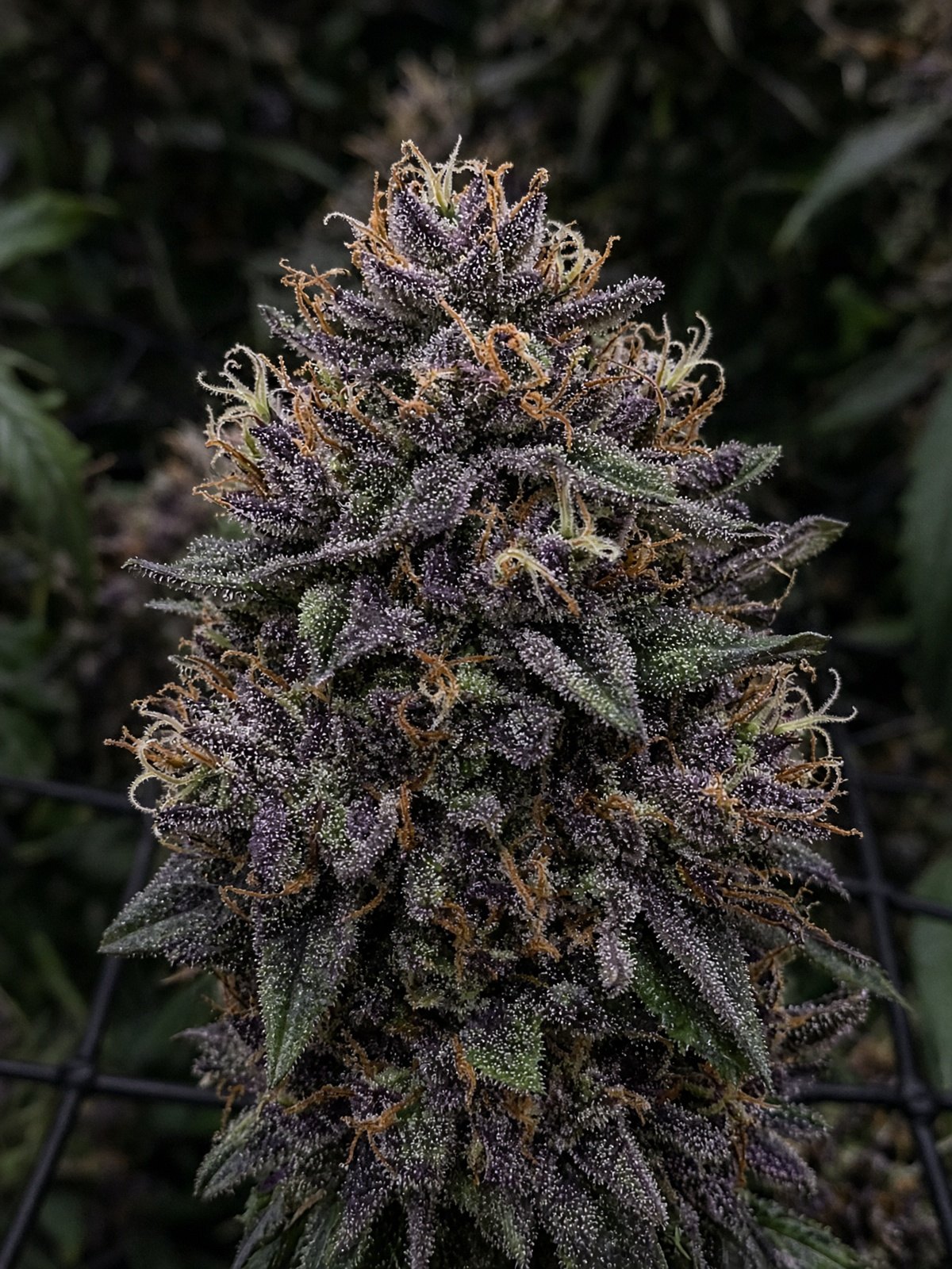 Godfather OG