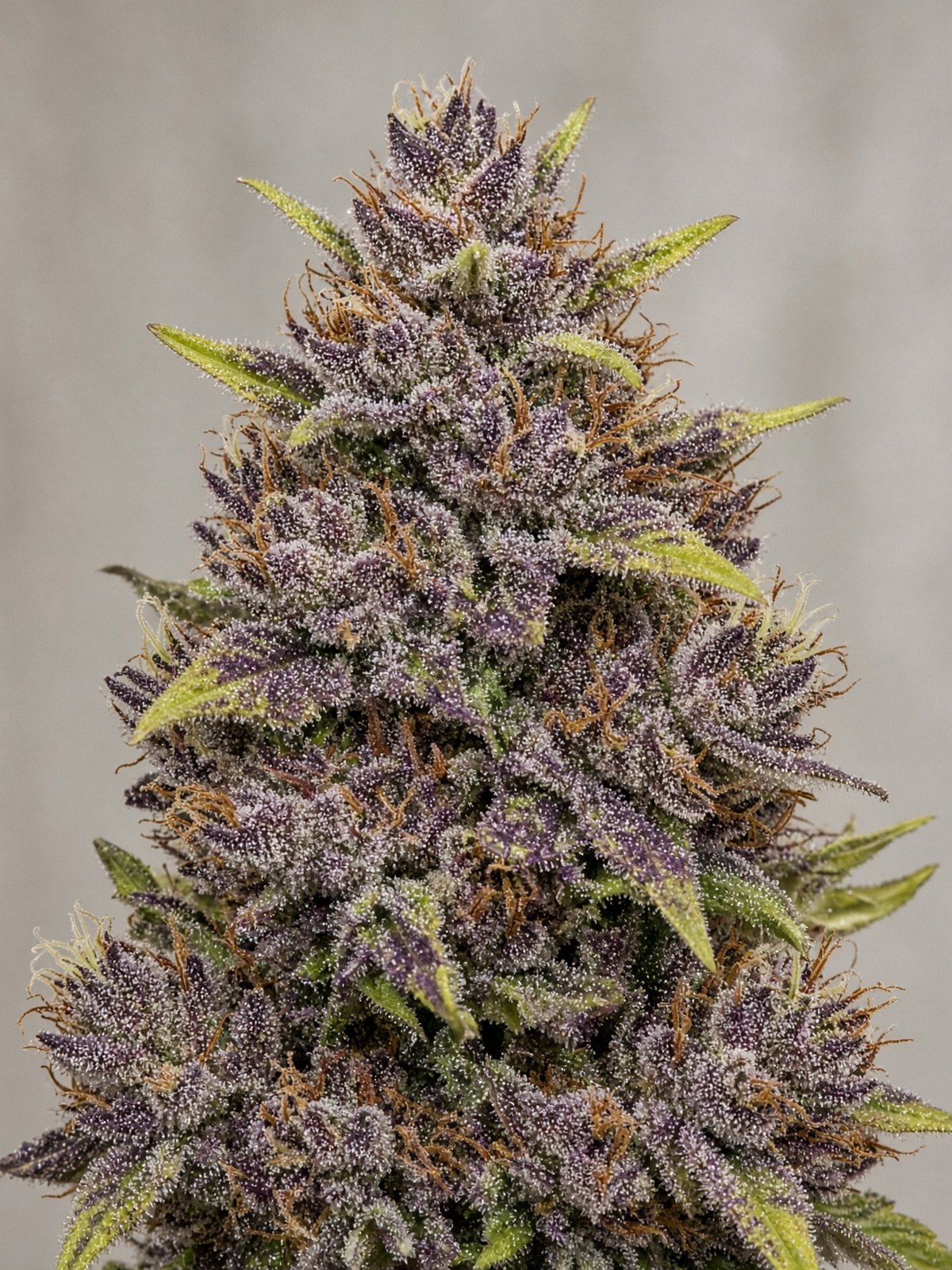 Grape Durban