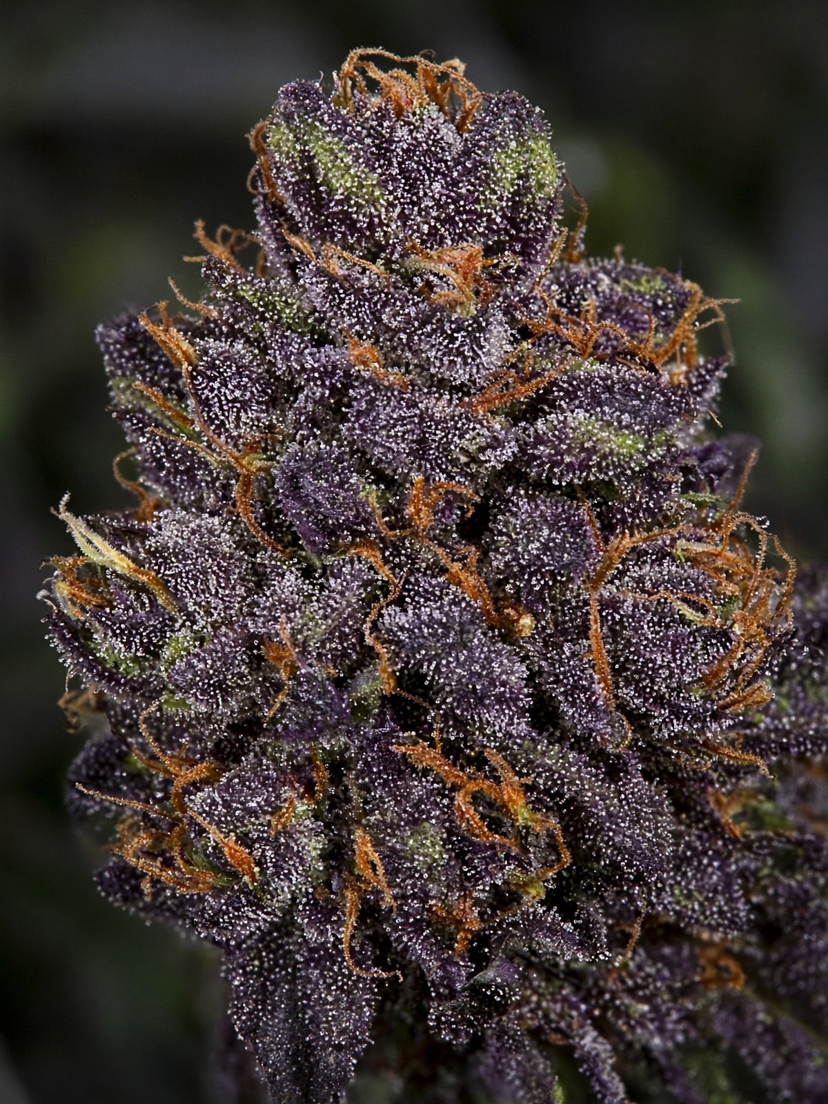 Grape Gas