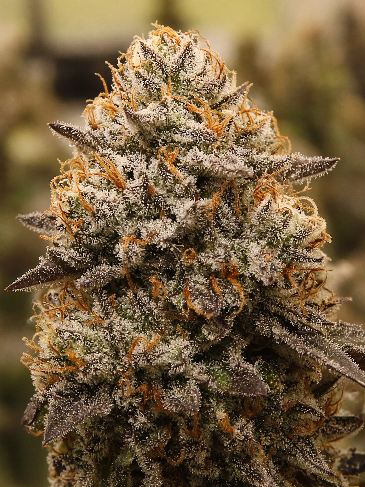 GSC Forum