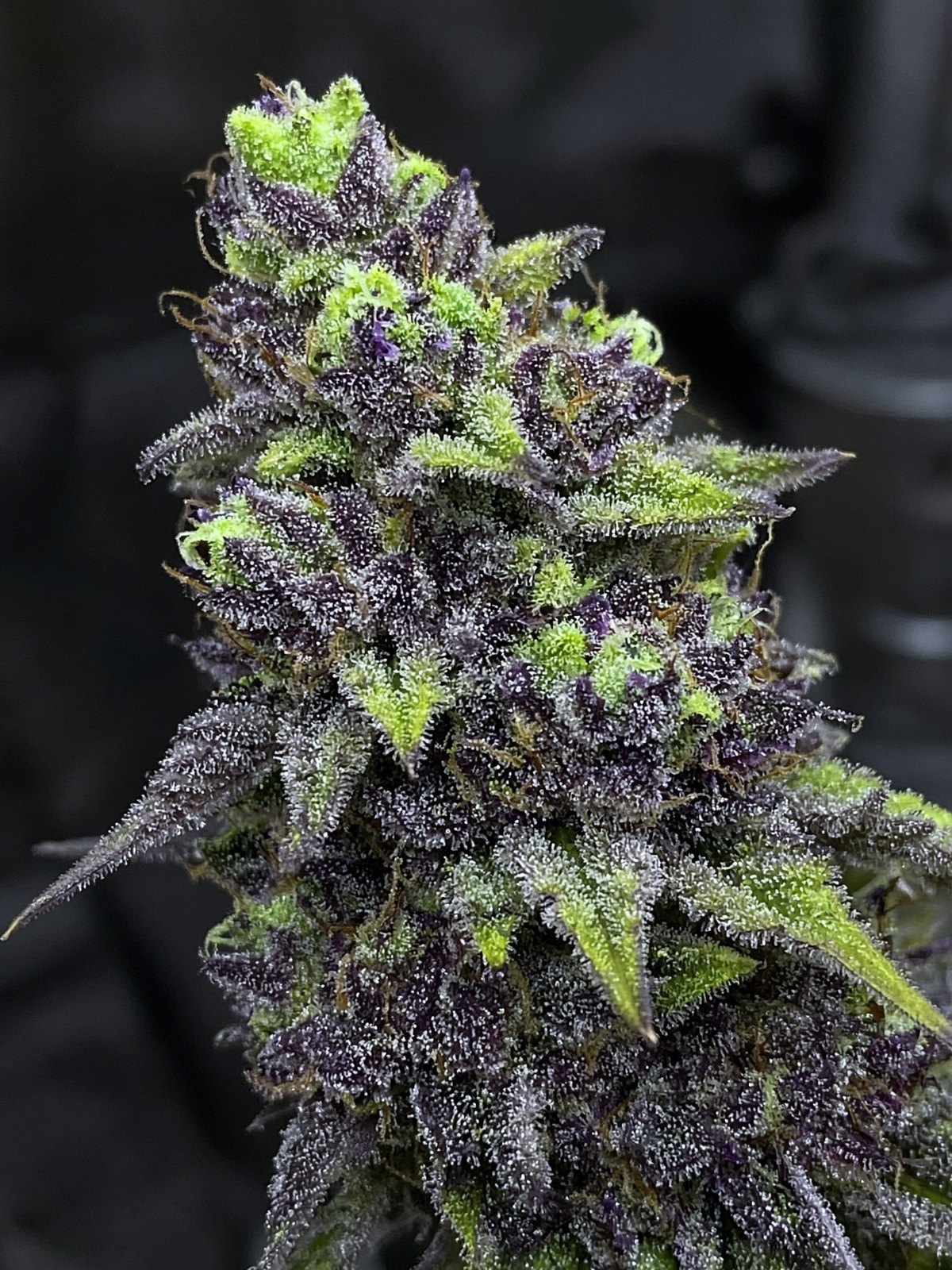 Kryptochronic