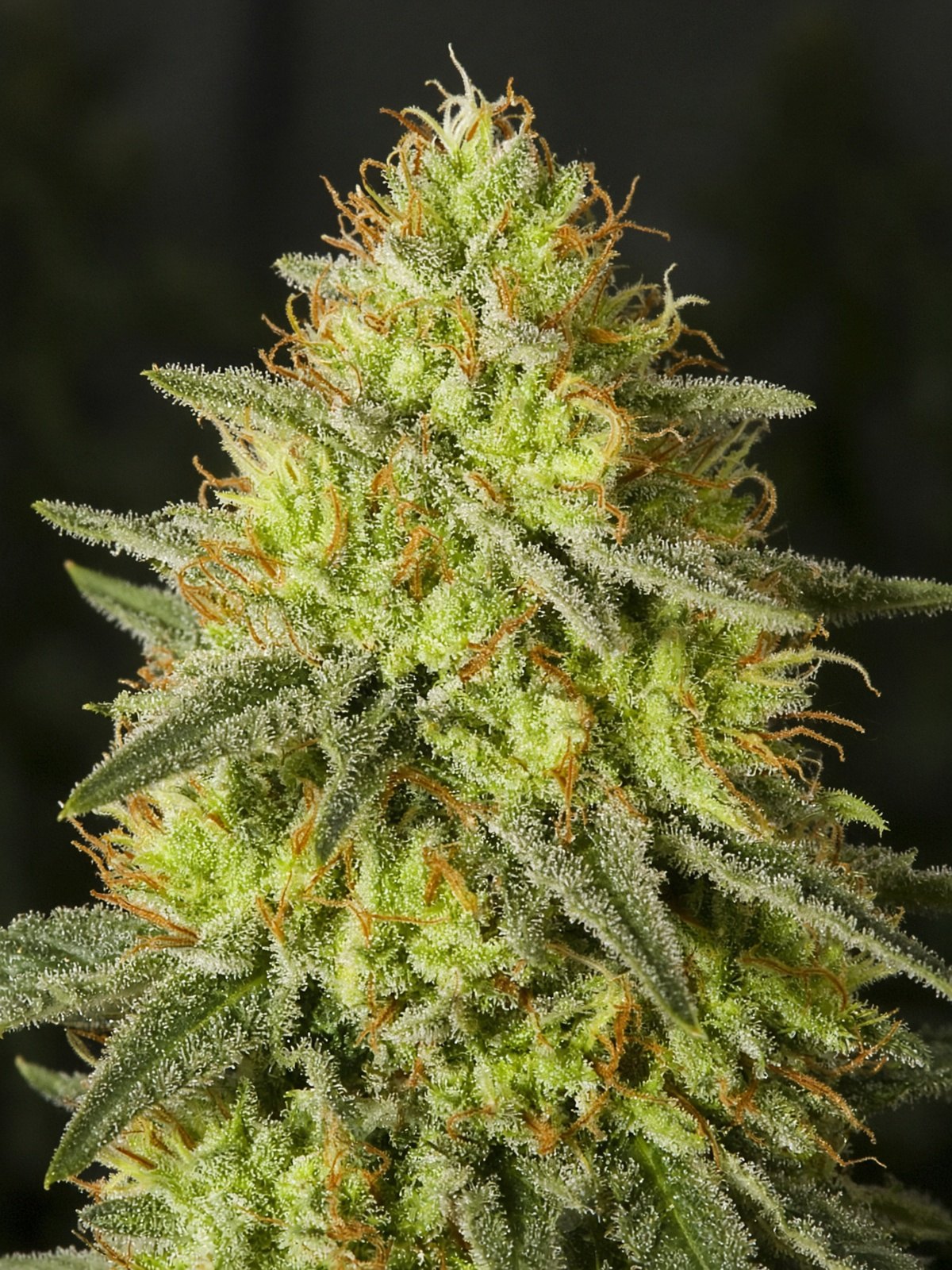 Larry OG