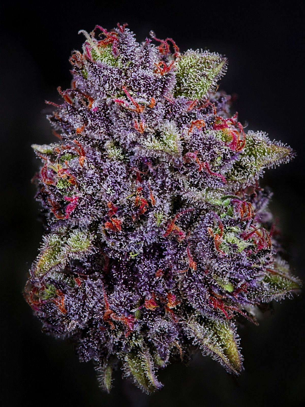 Lemon Cherry Gelato