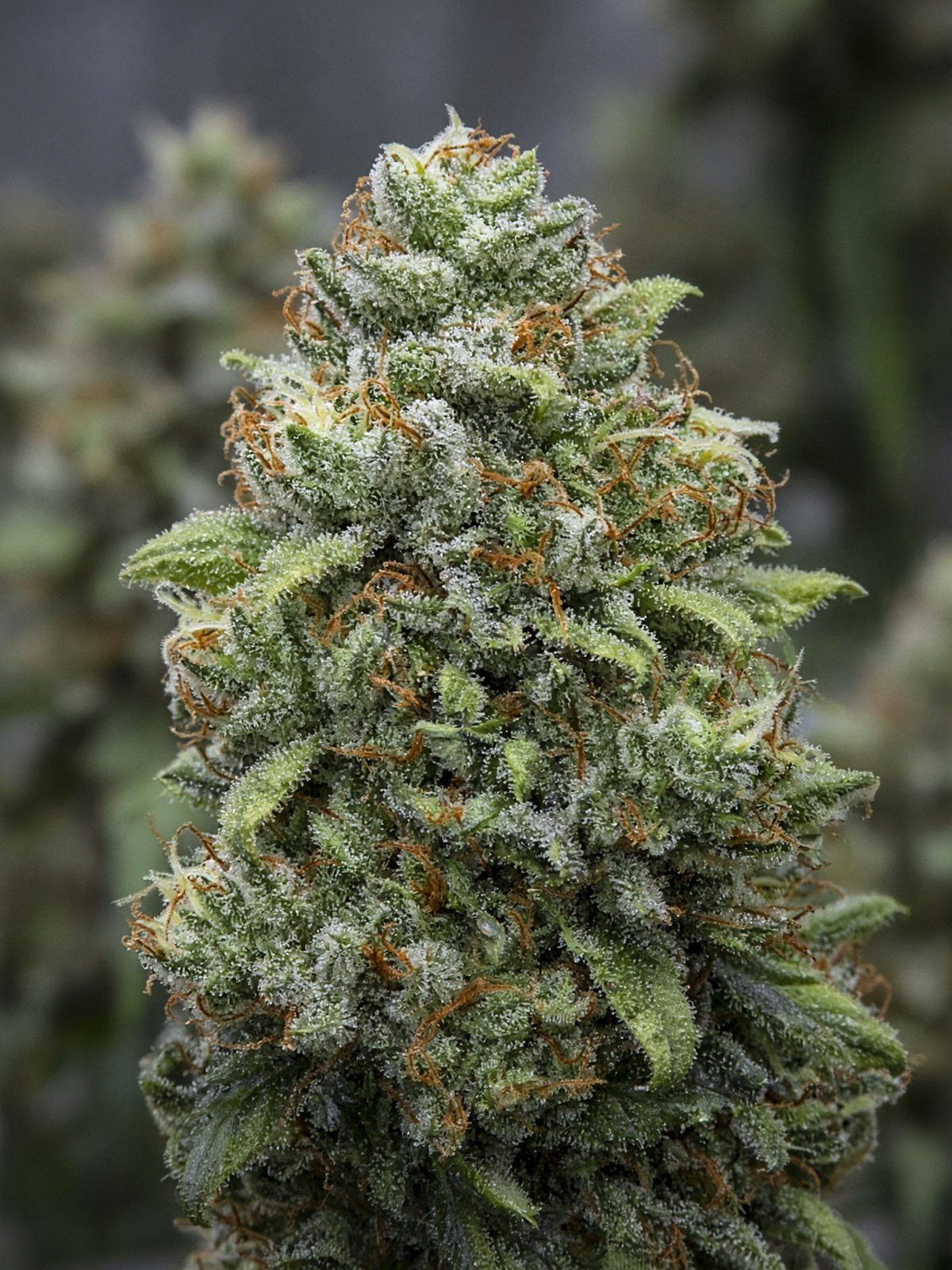 Martian Candy OG