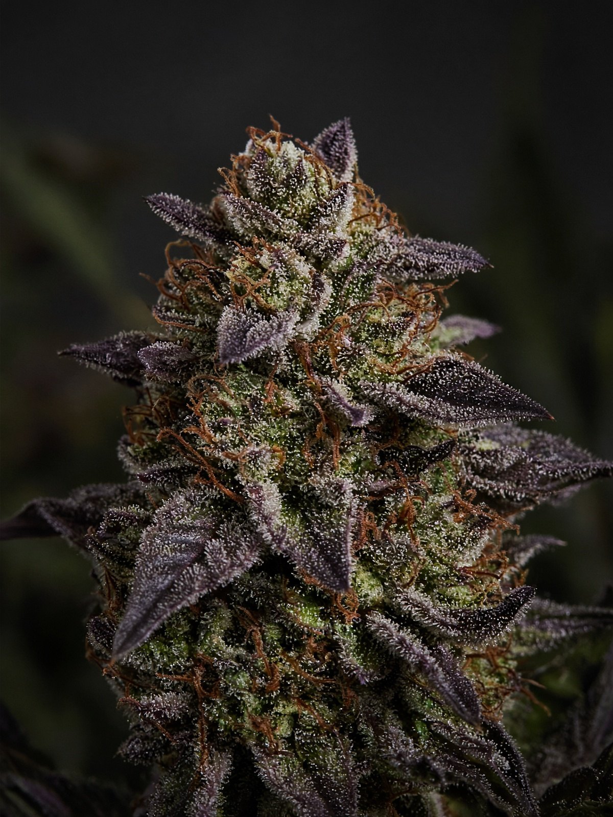 Mendo Breath