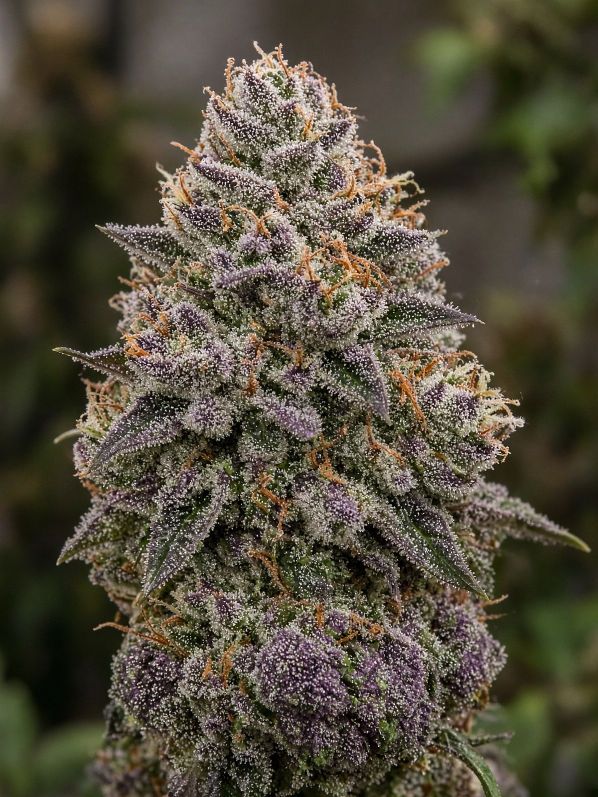 Monster Cookies