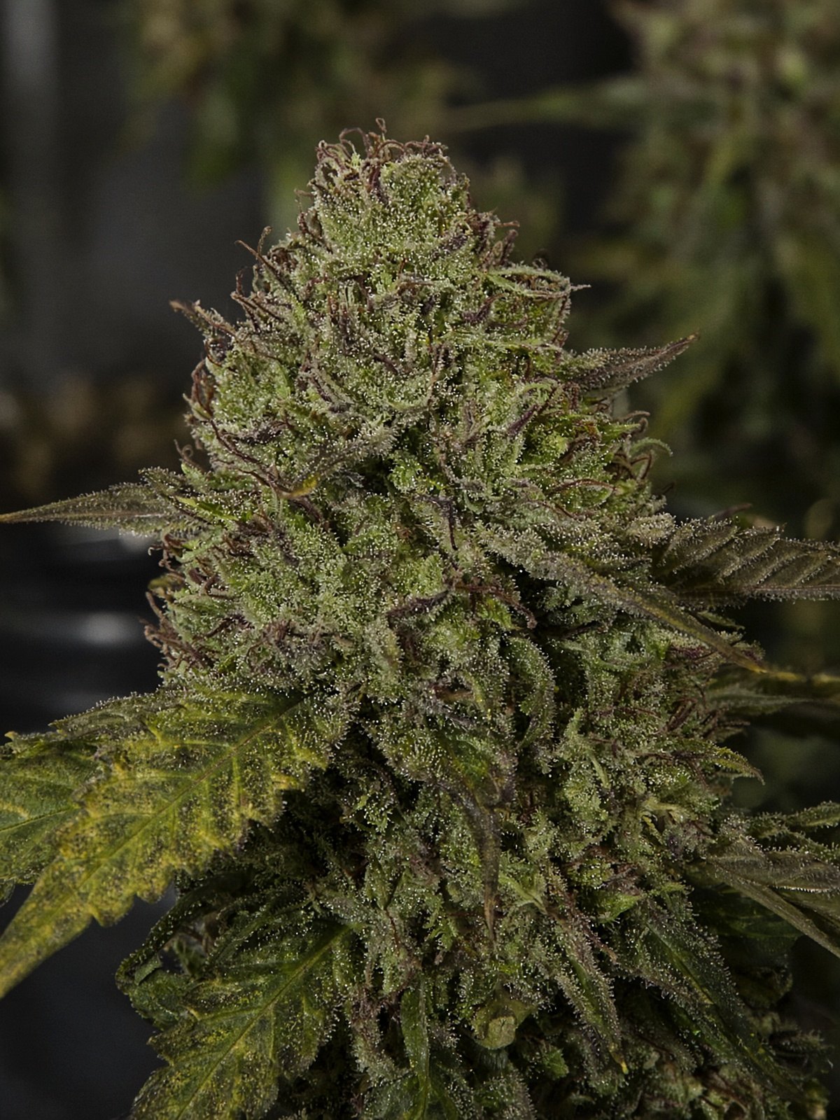 Motorbreath #15