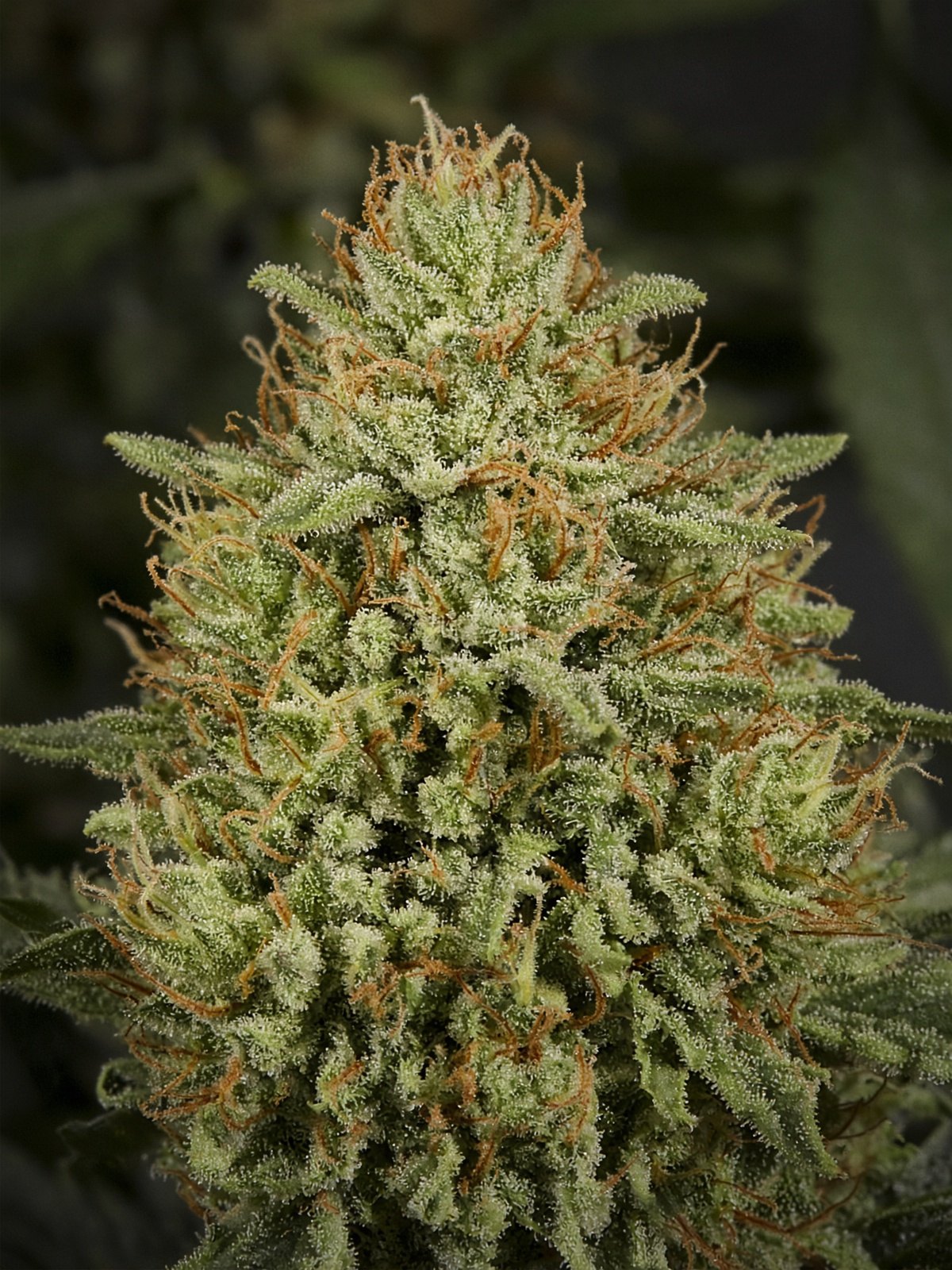OG Kush