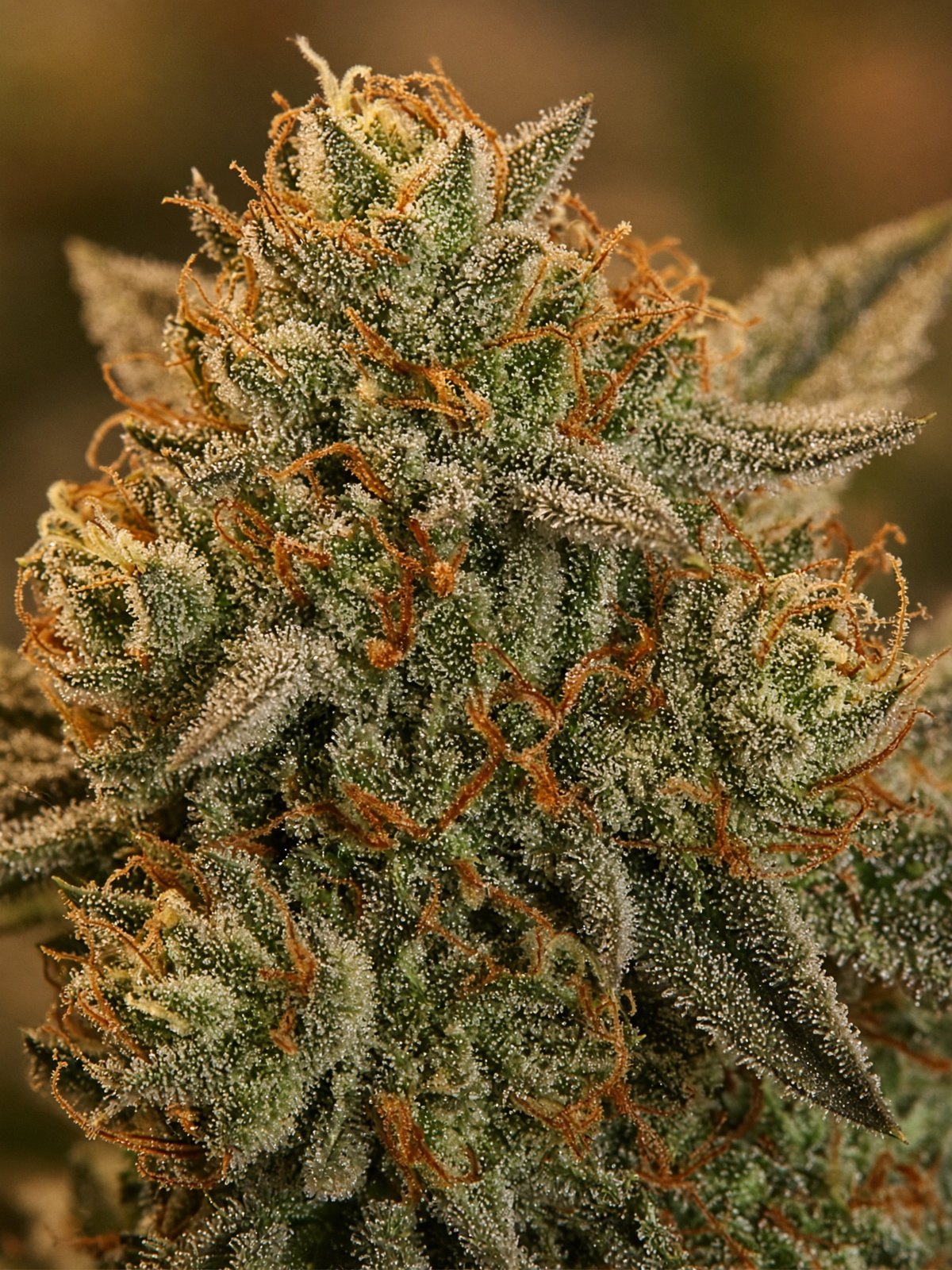 OGKB Girl Scout Cookies