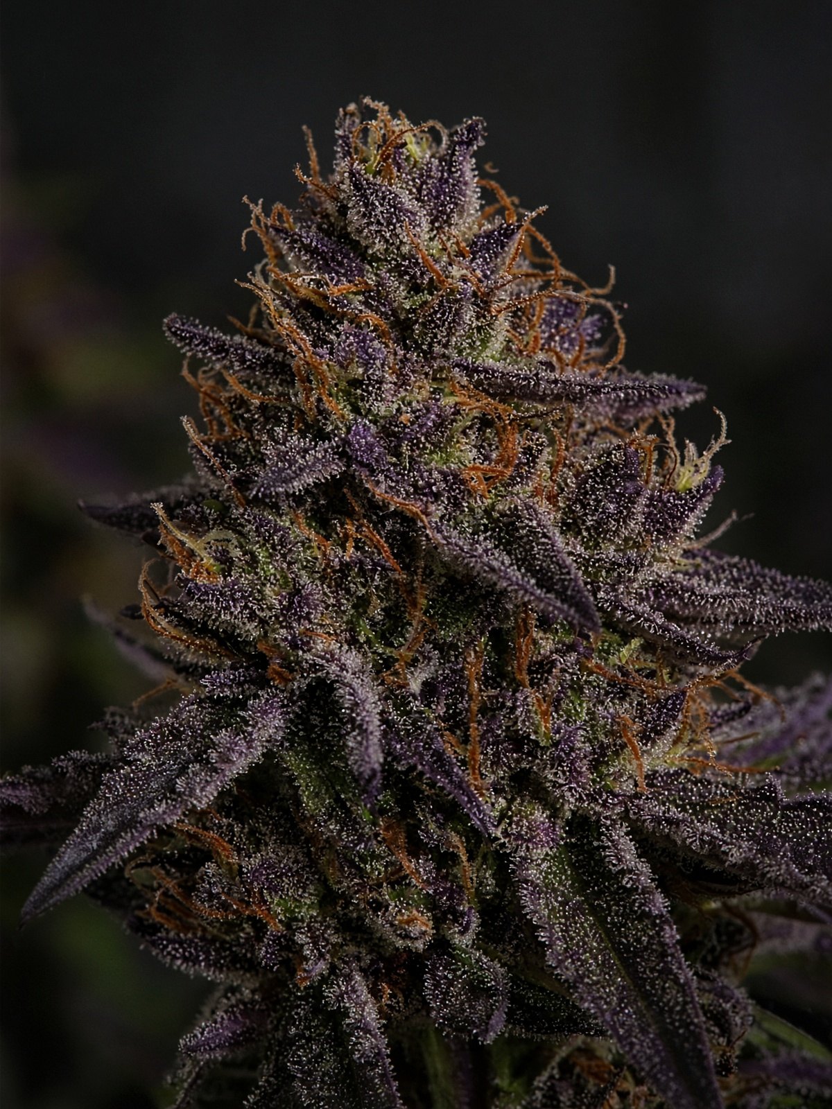 Old Family Purple