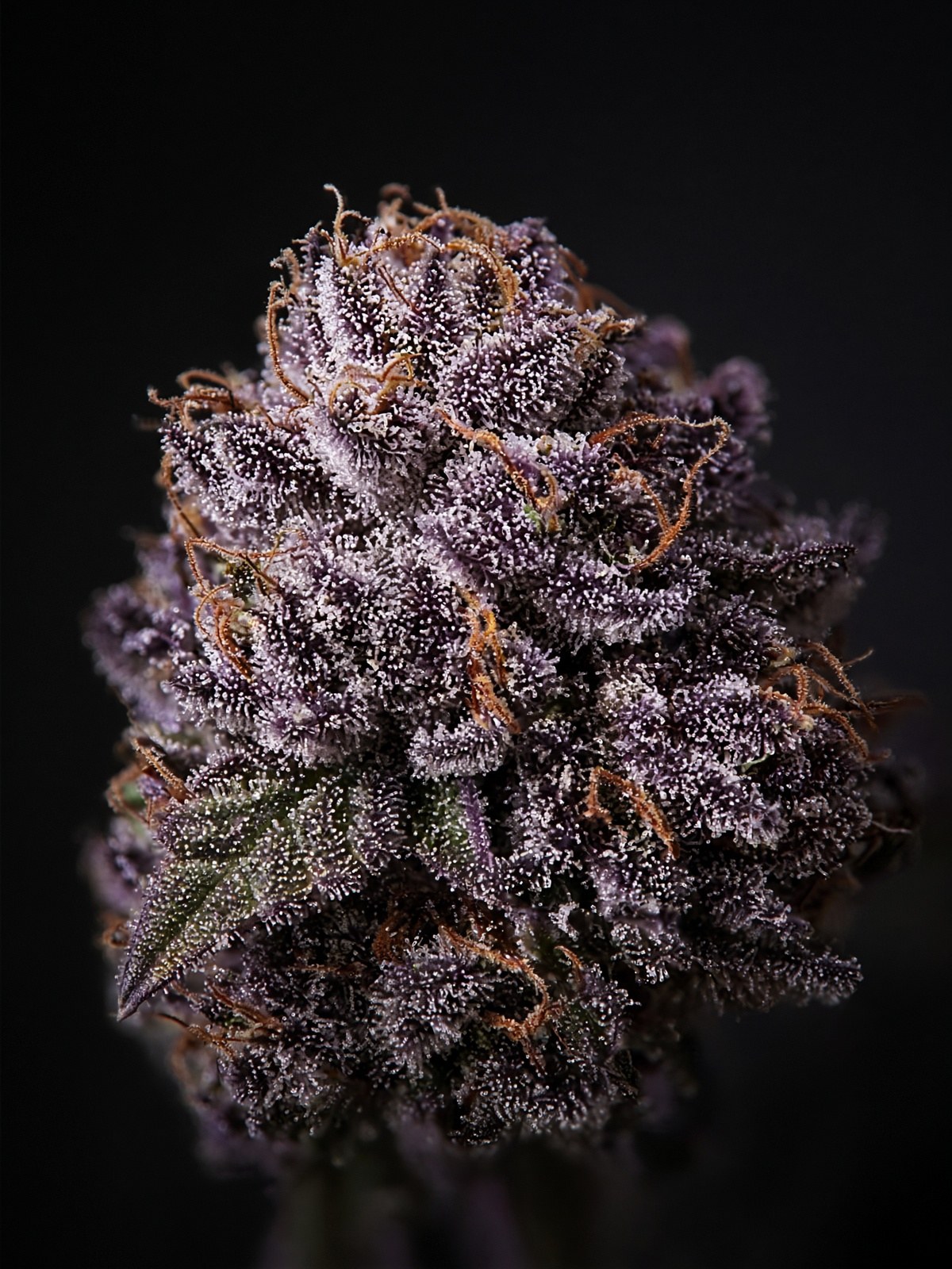 Pave x Runtz x Blueberry Sugar