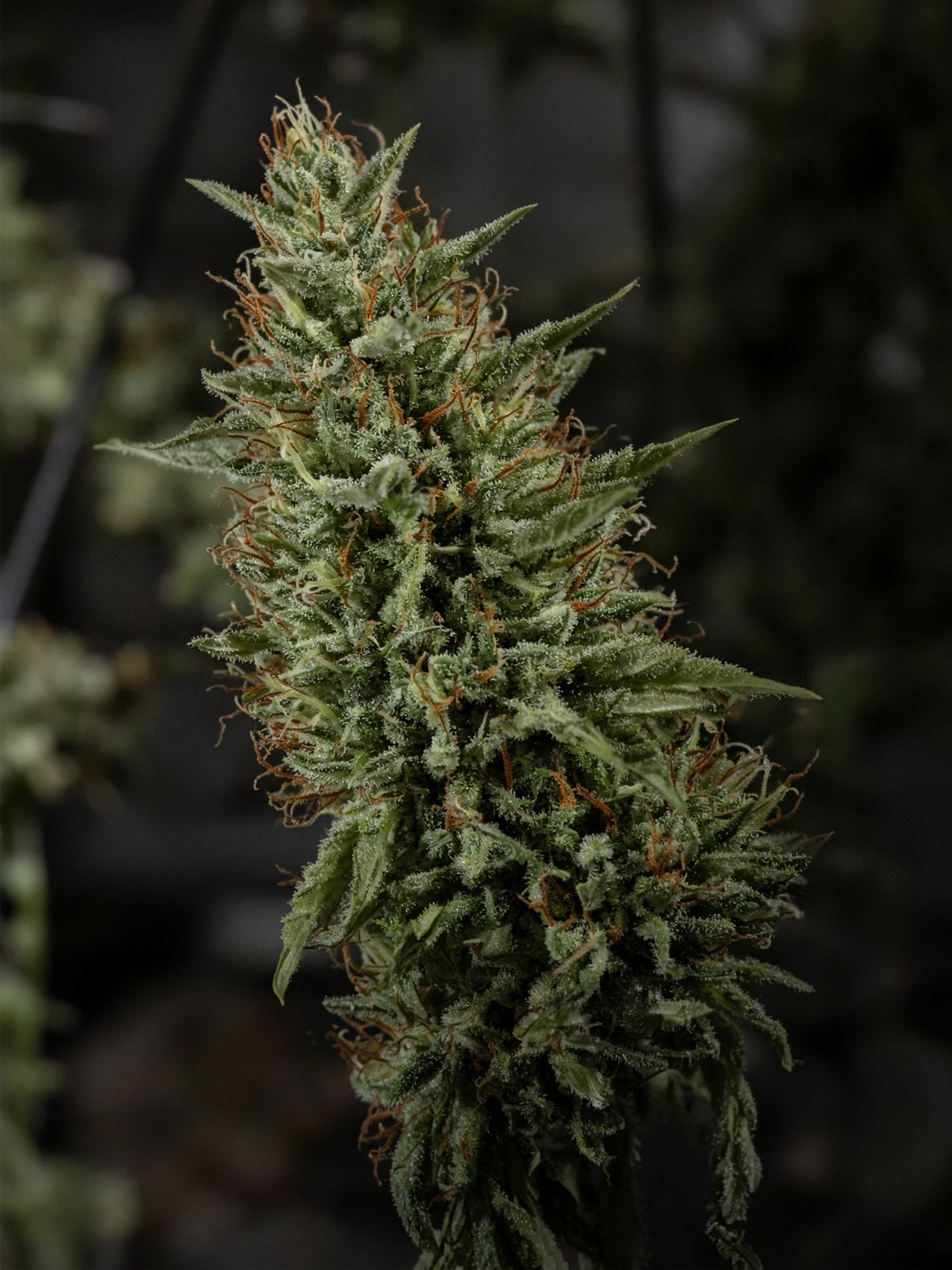 Pinesoul pheno of Goji OG