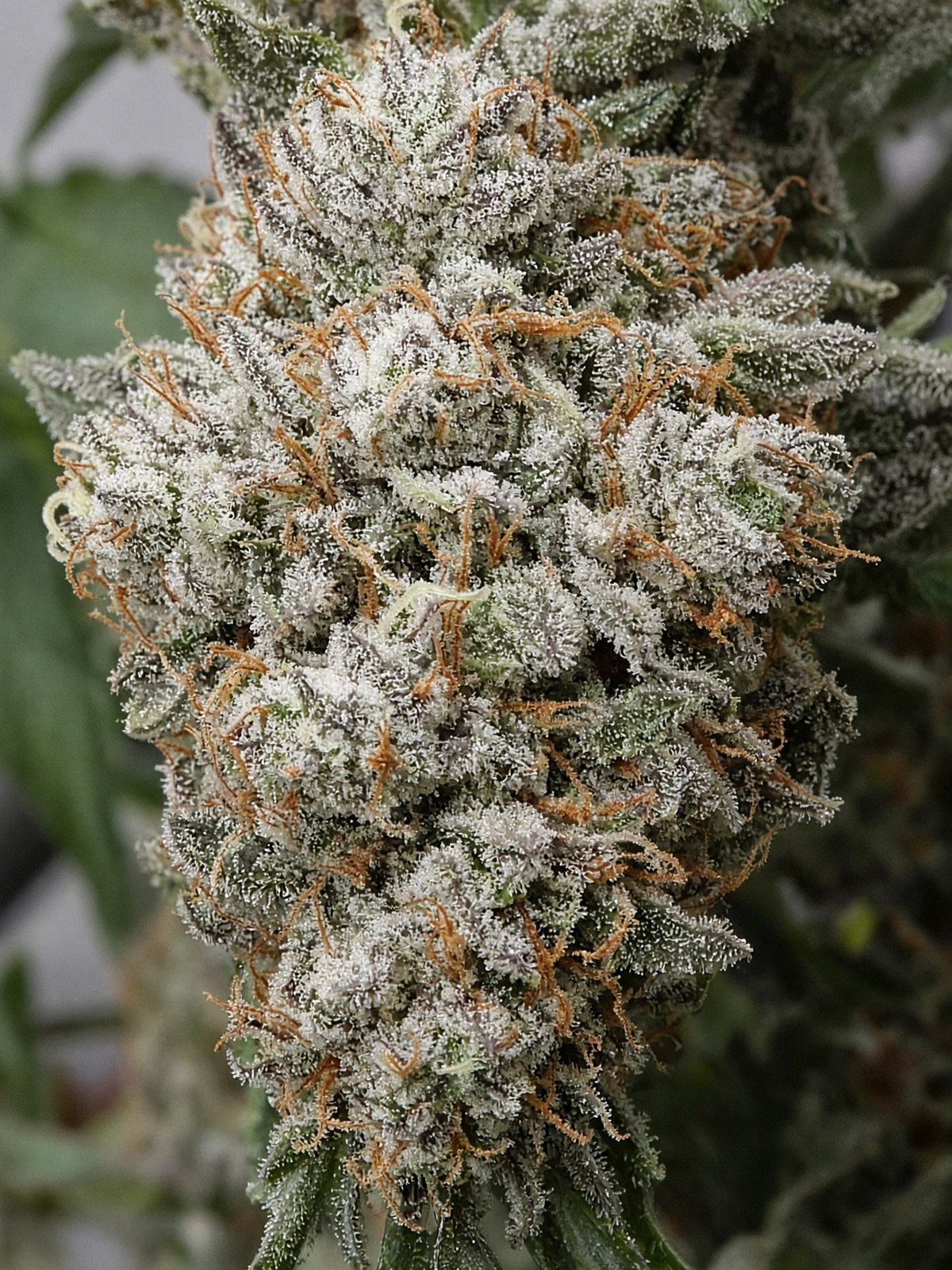 Platinum Cookies