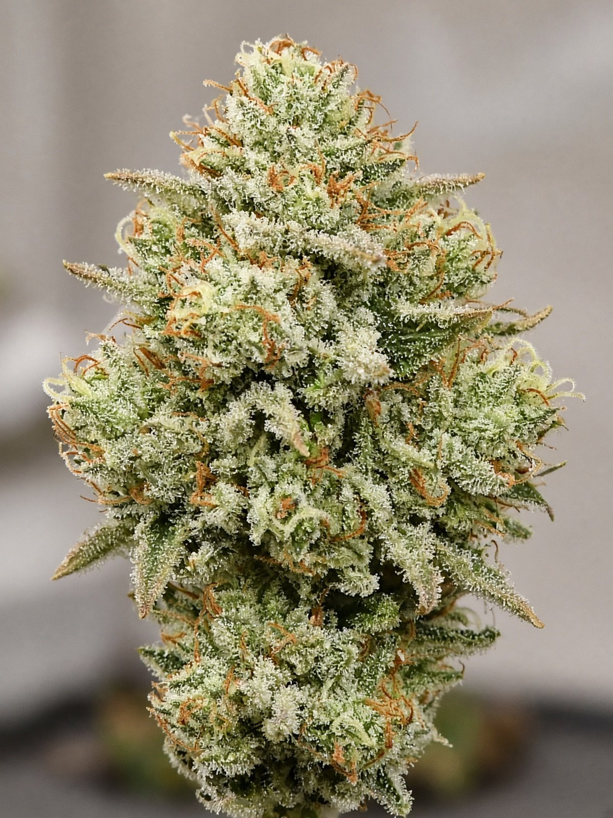 Platinum Kush breath