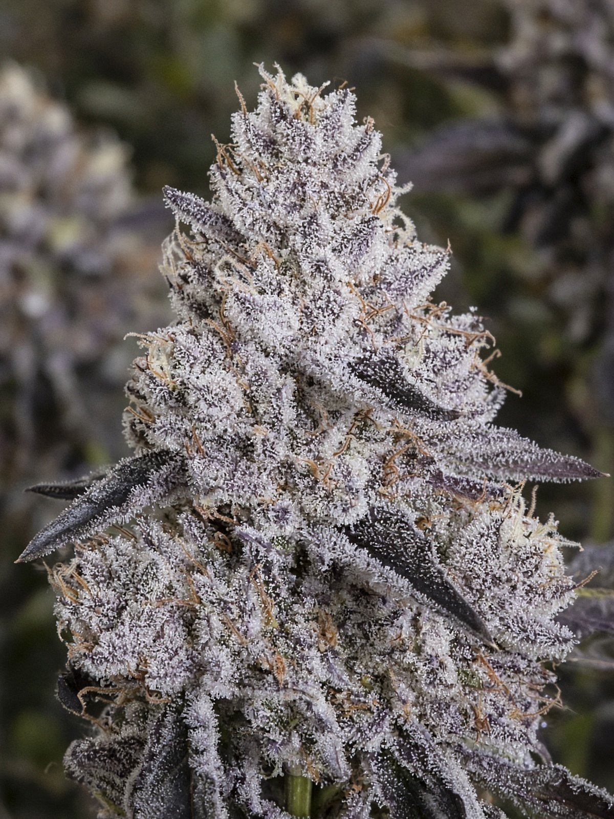 Purple Milk