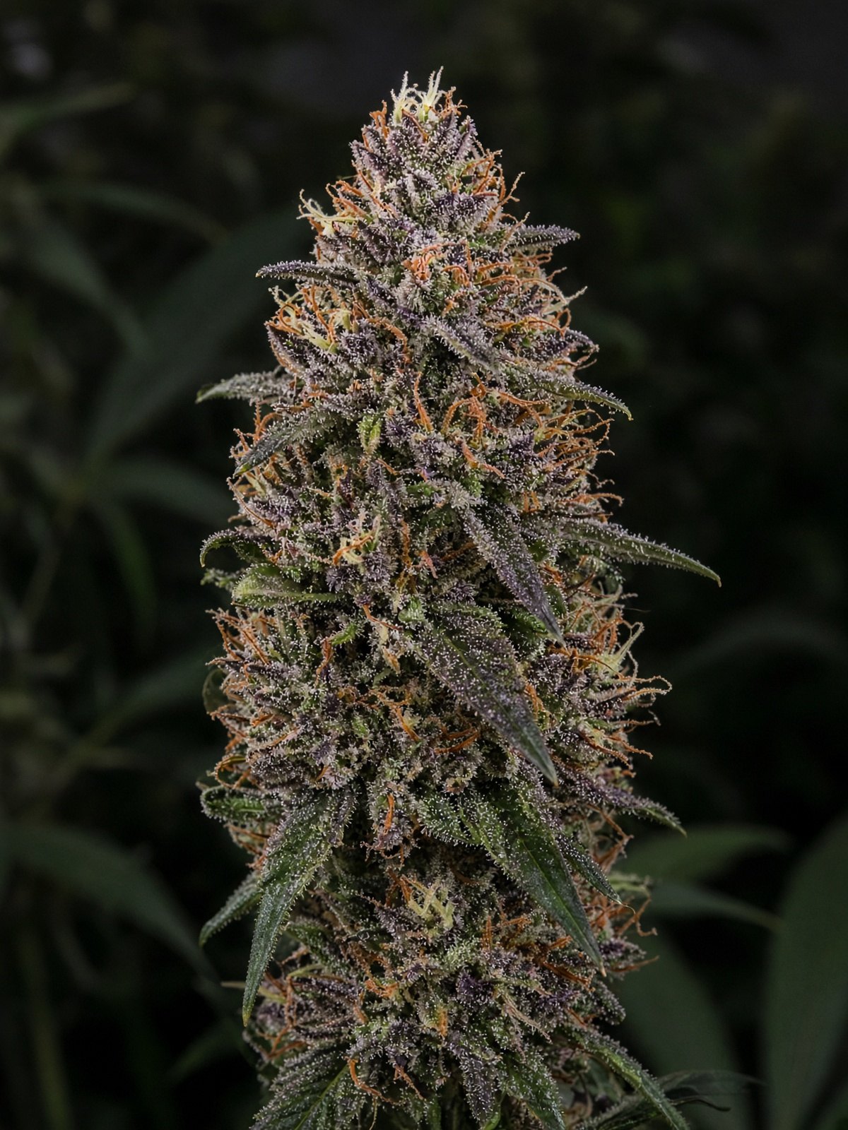 Royal Kush