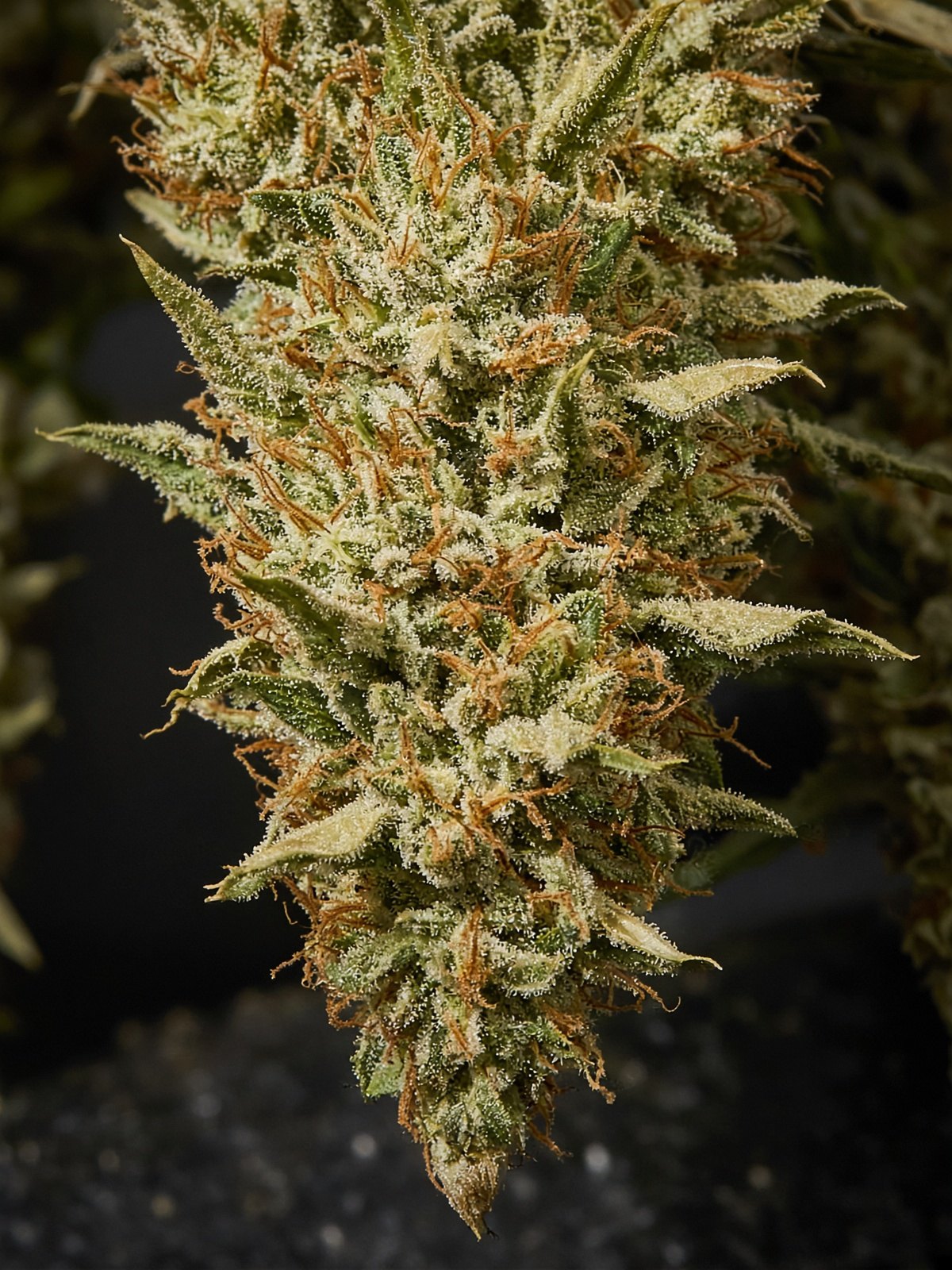SFV OG X Ameretto di Limon