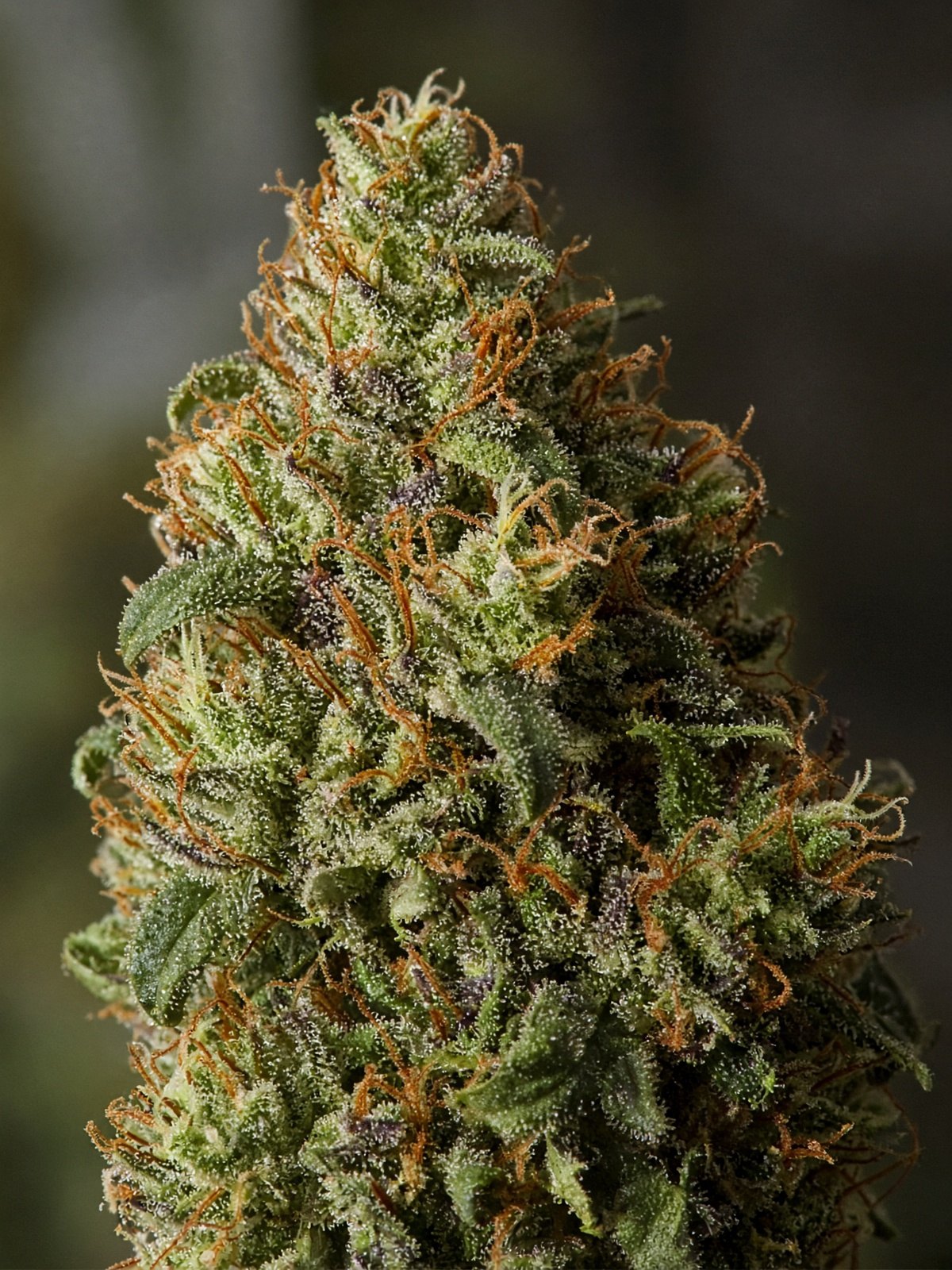 Skywalker OG