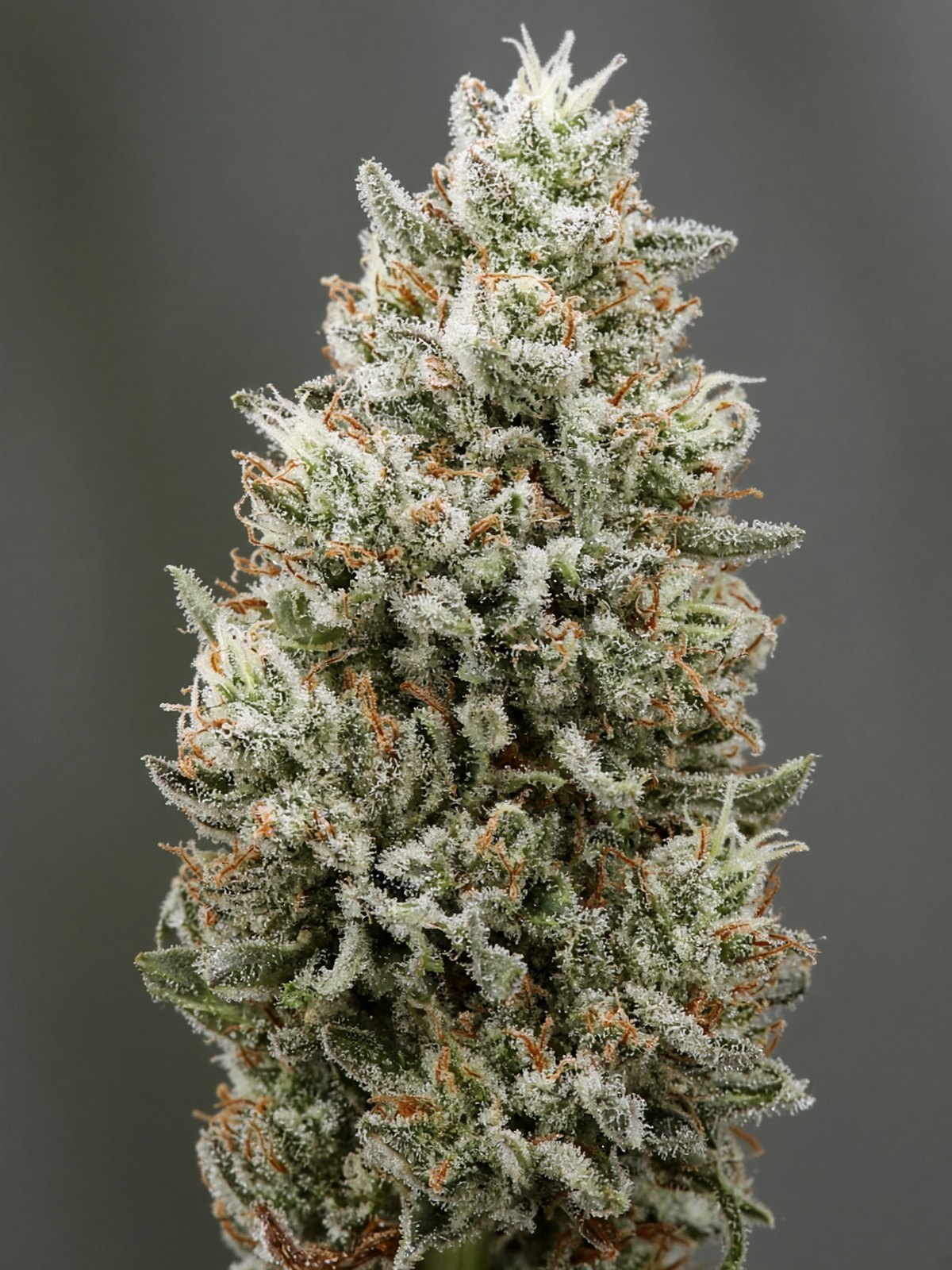 Snow cap