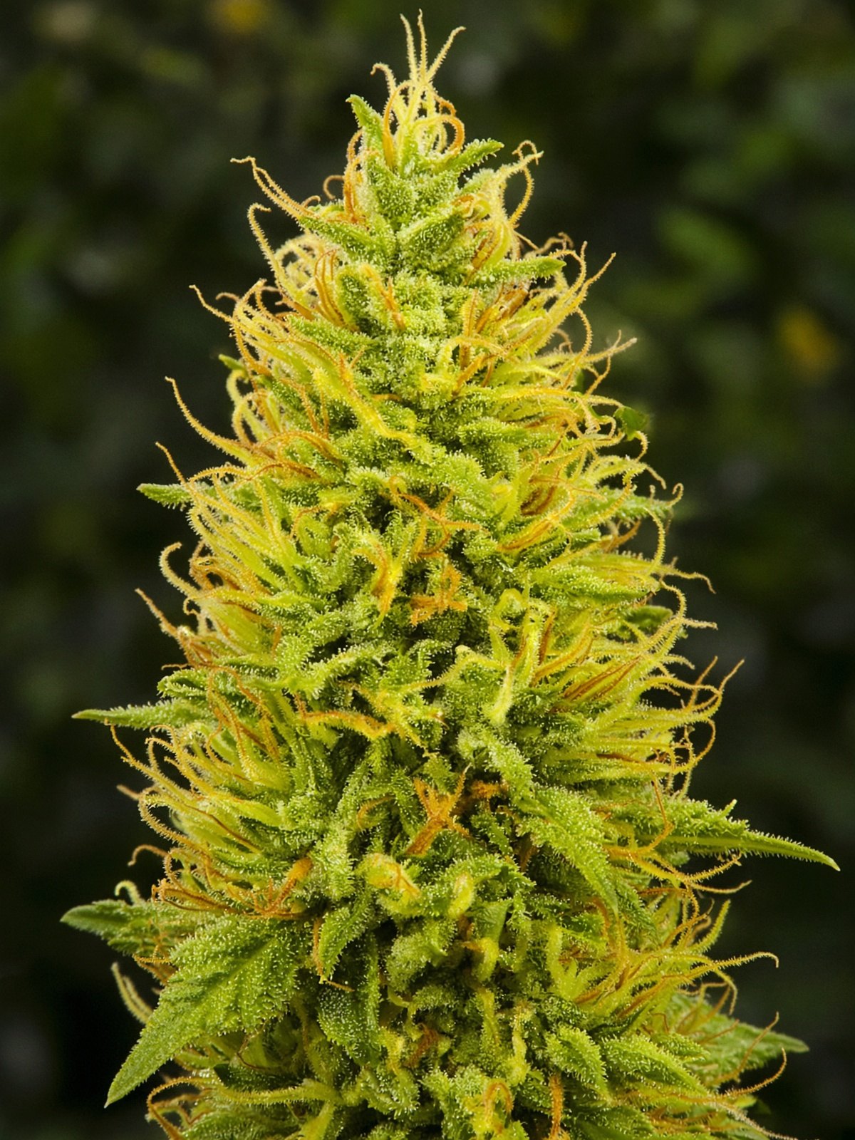 Super Lemon Haze