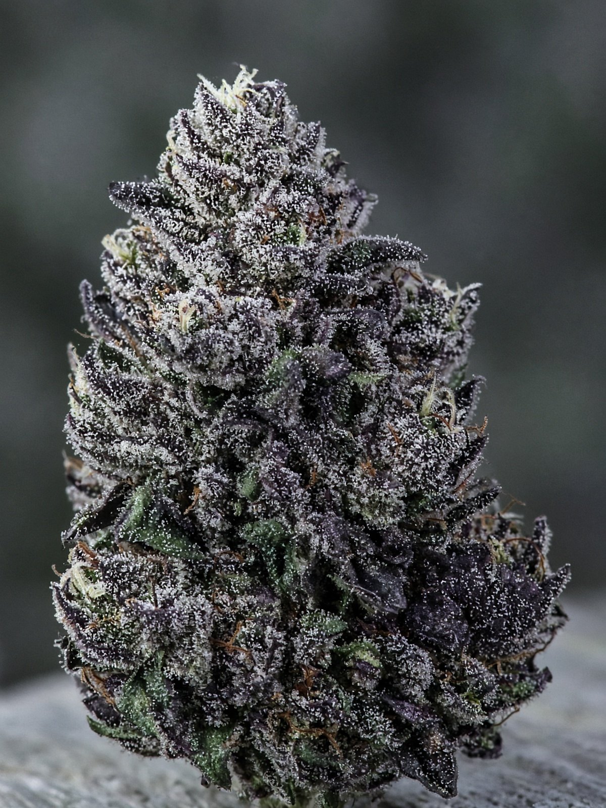 Thin Mint Cookies x Jealousy