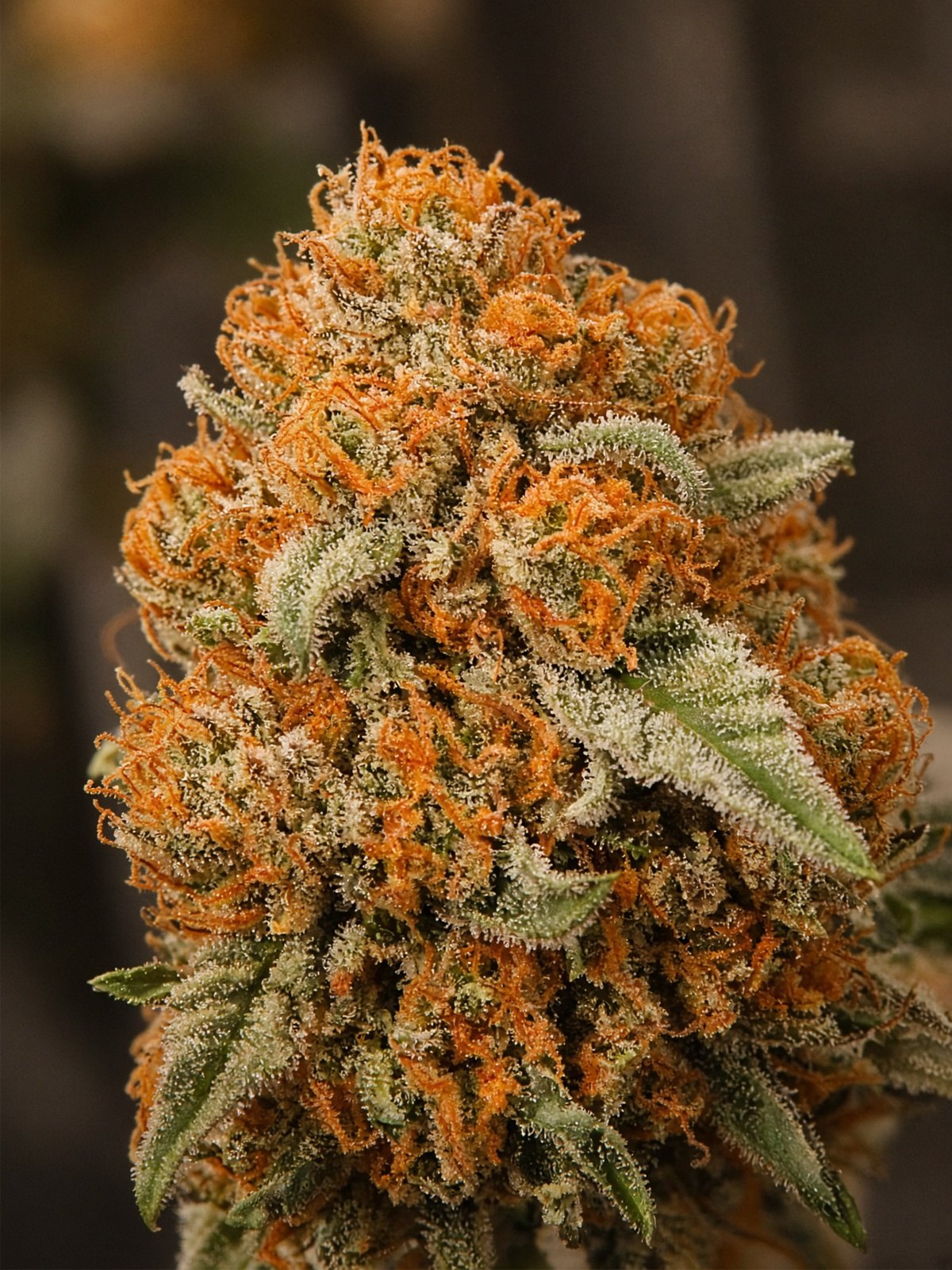 Tropicanna Cookies F2
